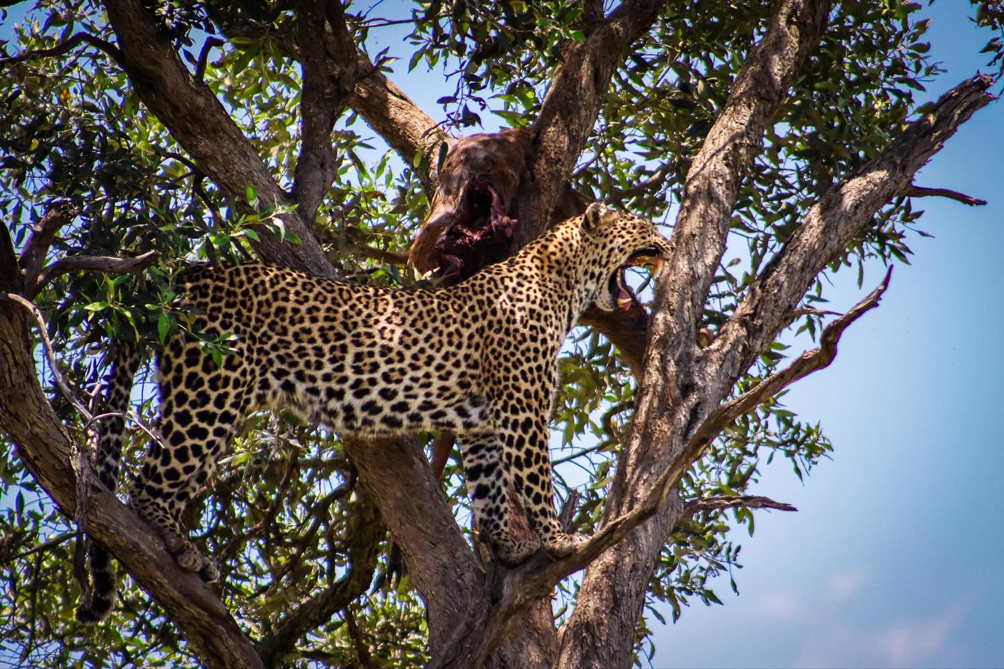 This leopard from our last safari was showing off its kill. So beautiful. I even have video of it carrying the antelope down from the tree. Such a cool safari moment. 🐆