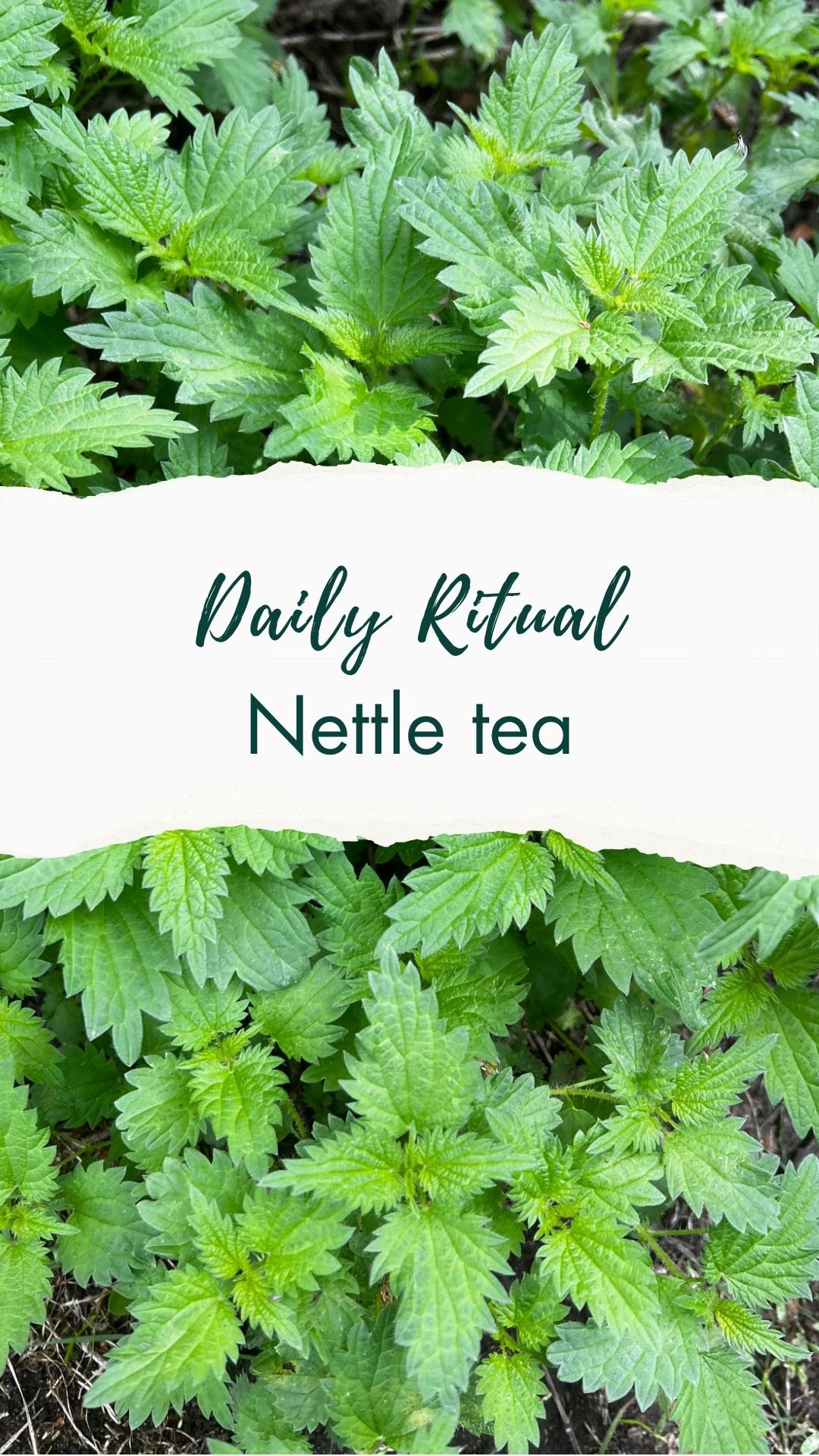 Nettle has more iron than spinach, more calcium than milk and more vitamin c than oranges 💚 I have been feeling really tired lately as my baby has been going through a sleep regression so have been perking myself up with this little ritual. I have some nettle growing by my back door which is the perfect source- it’s great as it’s a plant that grows when you cut it back 😀 the lemon also adds a great taste. Are tou tempted to try?