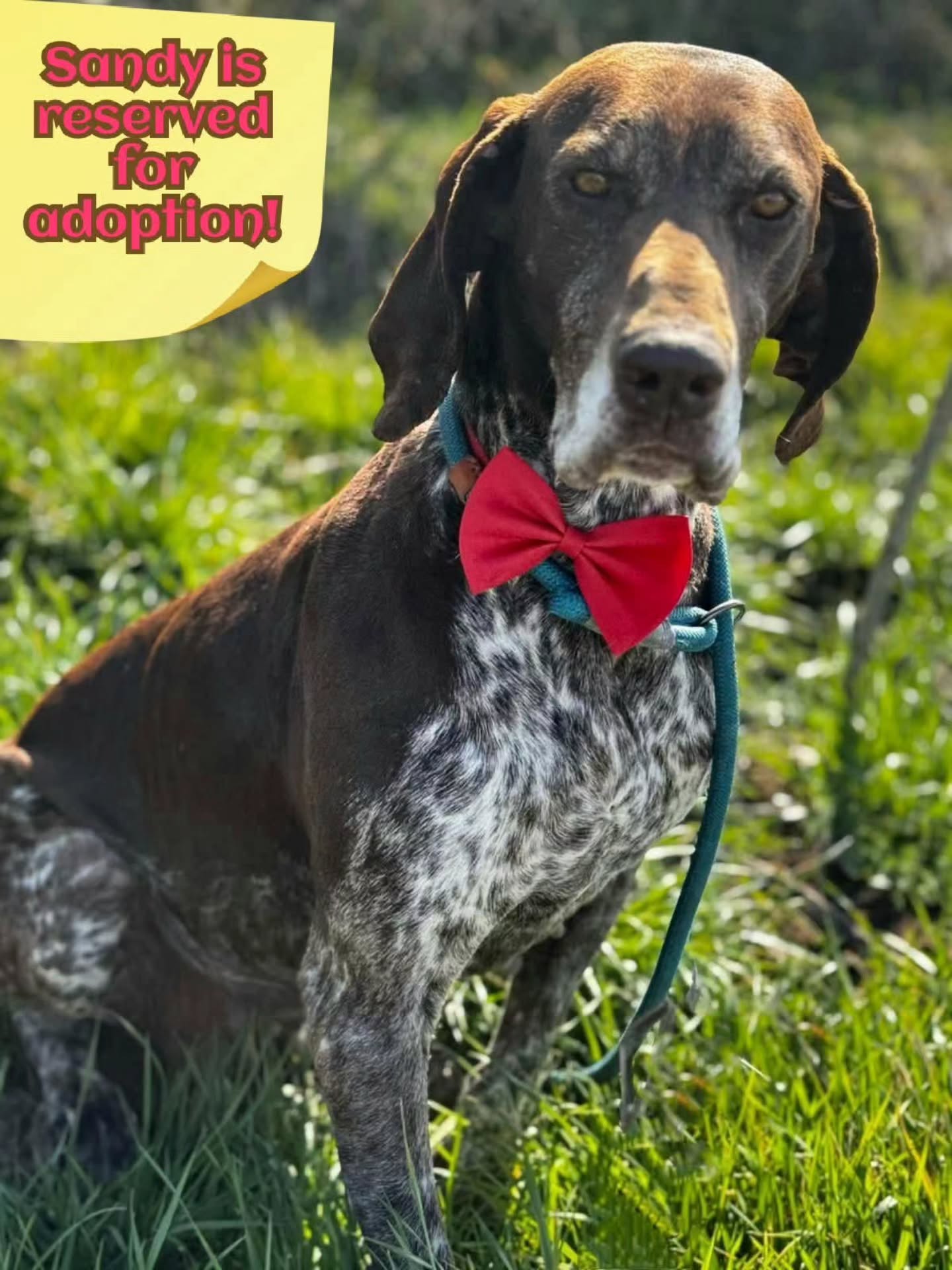 We want to thank you for your wholehearted support
❤️🐾GJPM Wieggers
€25,00
❤️🐾H.J. Struijk
€10,00
❤️🐾John and Magdalena Zonneveld
€50,00
❤️🐾Josi Muller
€20,00
❤️🐾Jacqueline Ritzen
€10,00
❤️🐾Natascha van Dam
€10,00
❤️🐾Marian Priem
€5,13
❤️🐾Y Oude Luttikhuis
€7,50
❤️🐾Rahni Van der Schot
€10,26
❤️🐾Nienke Liebe
€10,00
❤️🐾Amanda Ostman
€5,50
❤️🐾 Laura Wijts hondenuitlaatservice de Bollenstrek
€10,24
❤️🐾Kees Visser
€10,24
❤️🐾 Ans Flier
€15,39
❤️🐾Monique Voeten
€51,18
❤️🐾Rene Neuburger
€5,12
❤️🐾Steffi Albruschat
€25,59
❤️🐾Astrid Koopman-Blom
€25,59
❤️🐾Jeanette Becker
€25,59
❤️🐾Tanja Enneking
25,50
❤️🐾Janka Noordzij
€5,12
❤️🐾Karin Heymen
€5,35
❤️🐾Mariah Connerley
€10,70
❤️🐾 Danielle Mertens
€10,00
Thank you very much!💖
Contact via email: gsprescuehr@gmail.com
Website: https://www.gsprescuehr.com/nl/contact.
#dontshopadopt#gspoftheday #gspcommunity#germanshorthairedpointerlovers #germanshorthairedpointerlovers #pointerlovers #gspcommunity #pointerlove #germanshorthairedpointer #birddog #pointersofinstagram #gsprescue #gspworld #gsp #gsplife #gsploverig #gsplovers #gspsofinstagram #gspuniverse @lydia_lidach #rescuedog #rescuedogsofinstagram #rescuedismyfavoritebreed#deutschkurzhaar