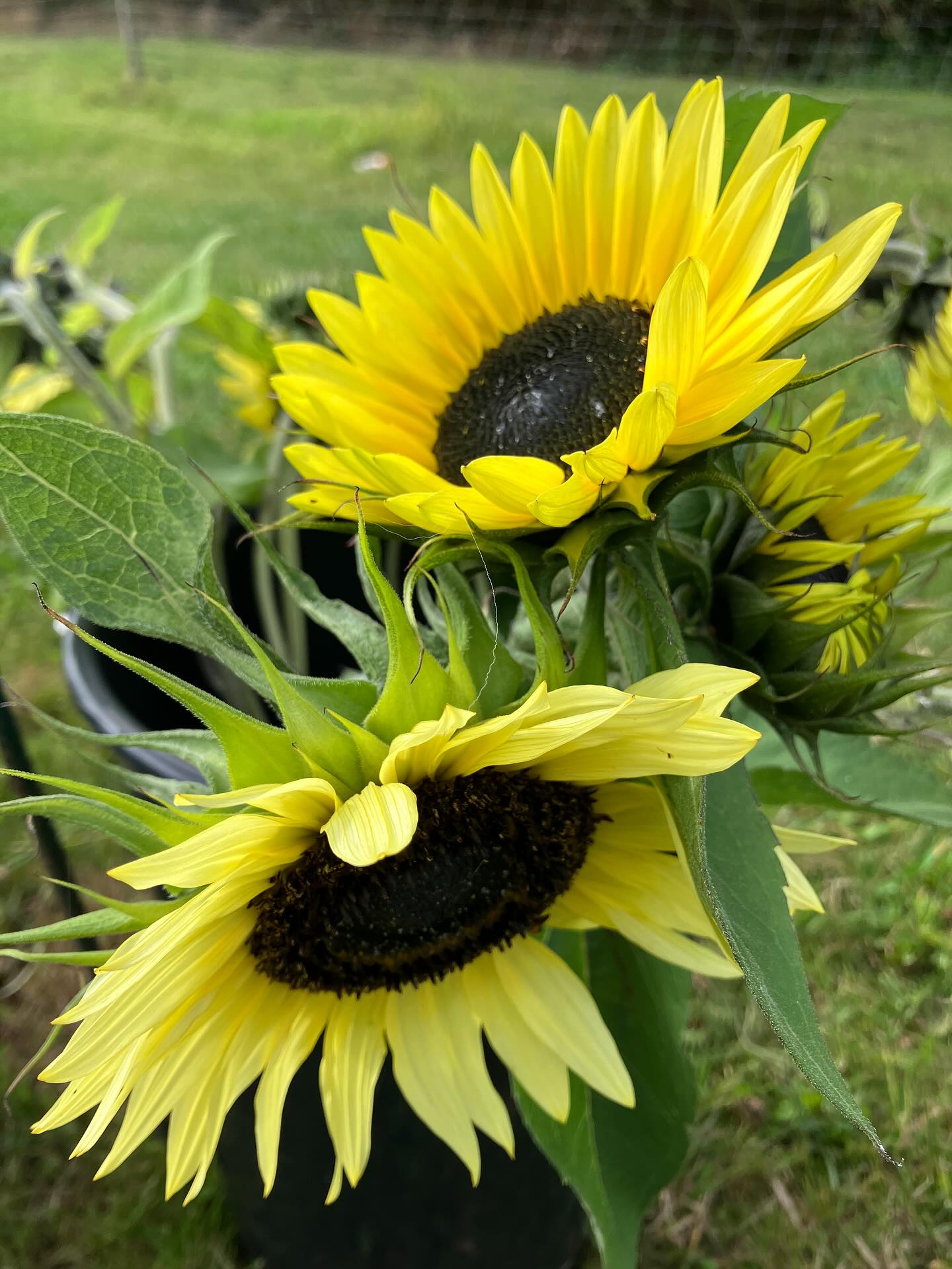 Nogle af vores solsikker har ikke fået memoet om den optimale plukke-højde på 166 cm, og de er vel egentlig vokset ind i himlen…
Det er jo upraktisk, og derfor har vi hentet lidt ned til jer 🌻🌻🌻🌻 De står nu klar i små bundter, 3 stk for 20 kr.
Dem i spanden er Malenes favorit, ‘Lemon Moonshine’. Bamserne kan I selv nå, de kunne godt følge en kollektiv besked og er på alle måder bare dejlige 🧸💕