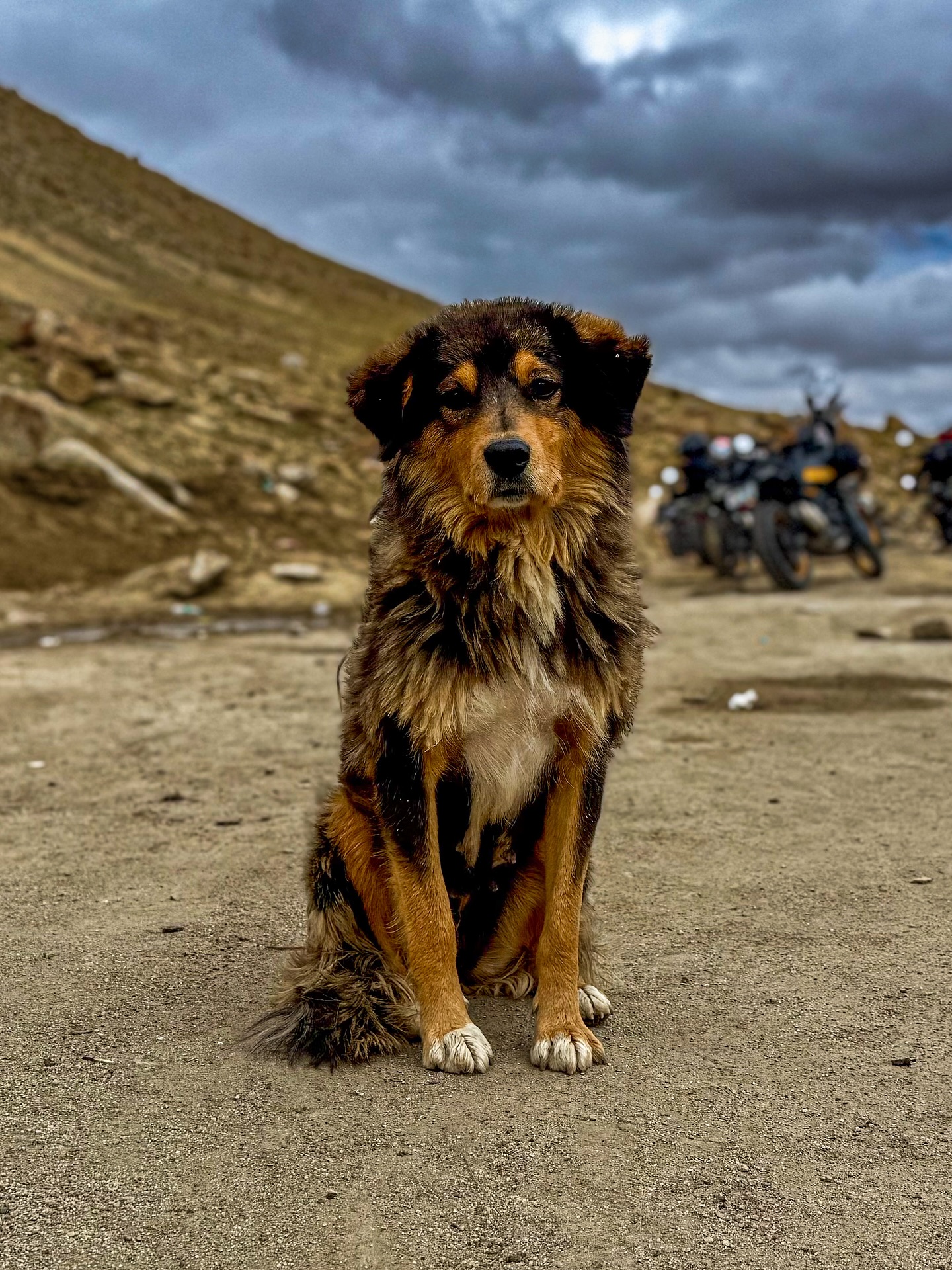 I love the dogs of the mountains, self sufficient wise souls, a reminder to co-exist and not to own or dominate.
I was lucky to spend some time with this one in the Himalayas recently and I think this photo captures that rare free soul.
‘The free soul is rare, but you know it when you see it - basically because you feel good, very good, when you are near or with them’.
Charles Bukowski, Tales of Ordinary Madness
#himalayas #indianhimalaya #ladakh #dogsofinstagram #adventure #mountains
