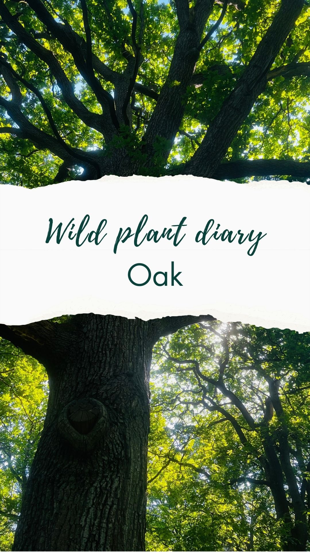 The answer is that 2,300 species are supported by the oak tree!
🌸🌱Wild Plant Diaries, day 6 🌿
Today I had a friend visiting and we went on a stroll through my local woods which is a site of special scientific interest (SSSI) largely because of the ancient oak oak that grows there.
Later I got to thinking about oaks and how amazing they are. An oak is not only a home but an ecosystem. In fact, 326 species depend on oak for survival, and 229 species are rarely found on trees other than oak tree. Stats from @woodlandtrust
In English folklore, the oak represents the triumphant Oak King, who reigns during the summer, contrasting with the Holly King of winter.
🌸🌱Subscribe to follow my Wild Plant Diaries 🌿
I’m sharing the plants I spot in everyday life to show how easy (and joyful!) it is to notice the wild friends growing around us. I have an interest in foraging and crafting with wild plants and also in folklore and mythology. A world where we know them is a better one—for us and for the planet. Follow me if you would like to join along to learn more✨