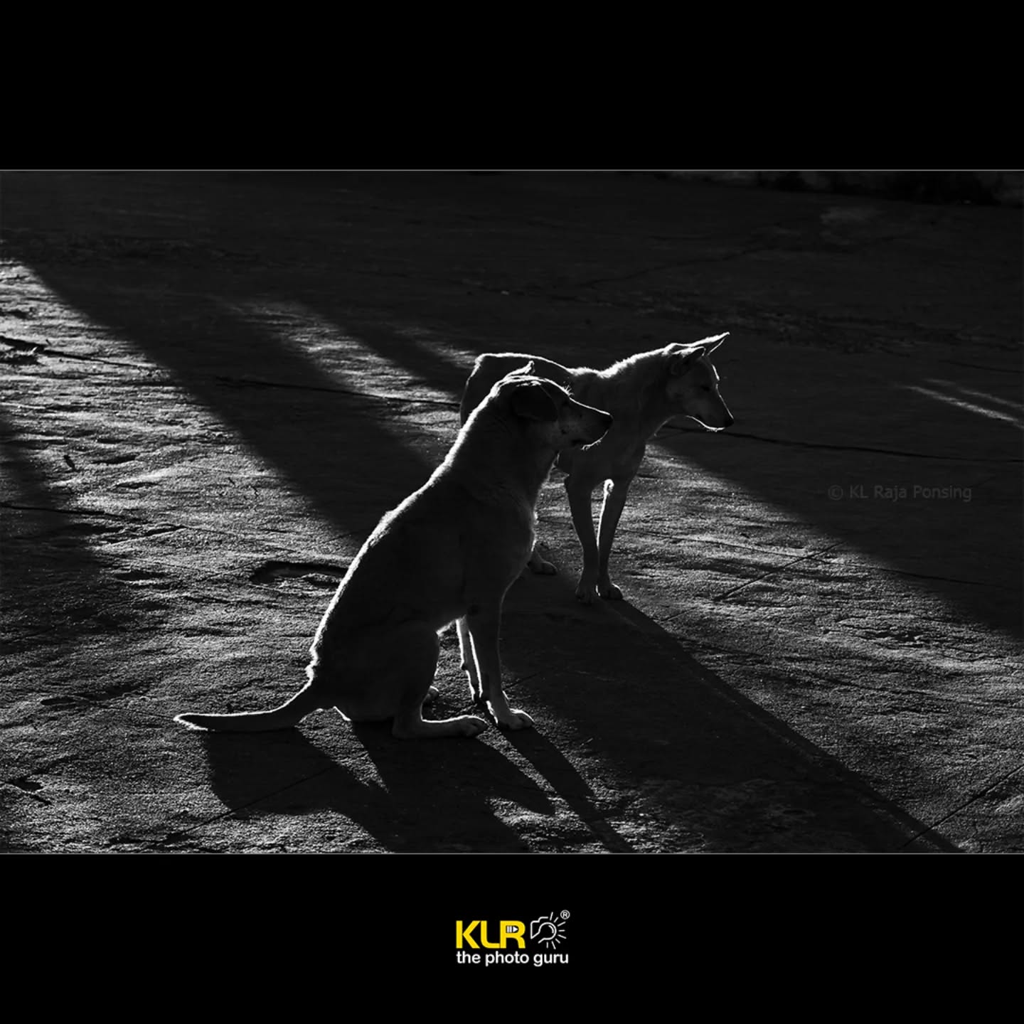 Shadows tell stories. ✨
This black-and-white frame of two street dogs shows how light direction, contrast, and timing can transform a simple scene into a striking photograph.
Want to master this art? 📸 Join our Basic Photography Weekend Course at Ambitions Photography Academy.
🎓 Learn how to control light, composition, and exposure
📍 Hands-on sessions with real-world practice
🌟 Designed for beginners who want to move from snapshots to storytelling
DM us or hit the link in bio to secure your seat today!
#BasicPhotographyCourse #PhotographyWorkshopChennai #BlackAndWhitePhotography #StreetPhotographyIndia #AmbitionsPhotographyAcademy #LearnPhotography #DogsOfInstagram #StreetDogsIndia #DogPhotography #DogsOfIndia
