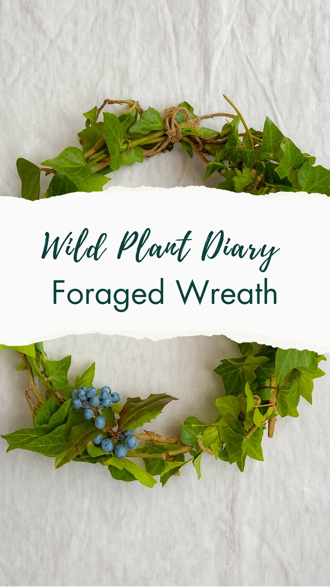 Wild Plant Diary: No. 10
Today I gathered hawthorn and ivy to weave into a protective wreath for my front door.
Hawthorn, the heart tree of thresholds and fairy places, has long been hung at doorways to guard the home and mark the crossing between worlds. Its blossoms and thorns both invite blessing and ward off harm.
Ivy twines alongside it — evergreen, faithful, and unyielding. For centuries it has symbolised endurance, constancy, and the life that clings on through winter’s darkness. Where hawthorn stands watch at the threshold, ivy promises protection that lasts, a bond that cannot easily be broken.
Together, they make a wreath that is both a welcome and a ward: a circle of folklore, spirit, and resilience. I also added in some Oregon grape from my front door at the last minute and I’ll continue to add to it throughout the week. Perhaps some oak leaves and acorns to give a real autumnal feel - watch this space!
It felt good to make this small circle of protection in a week when I’ve been very tired (my little one is going through a sleep regression!). The simple act of working with these plants felt deeply nourishing. 💚🌱