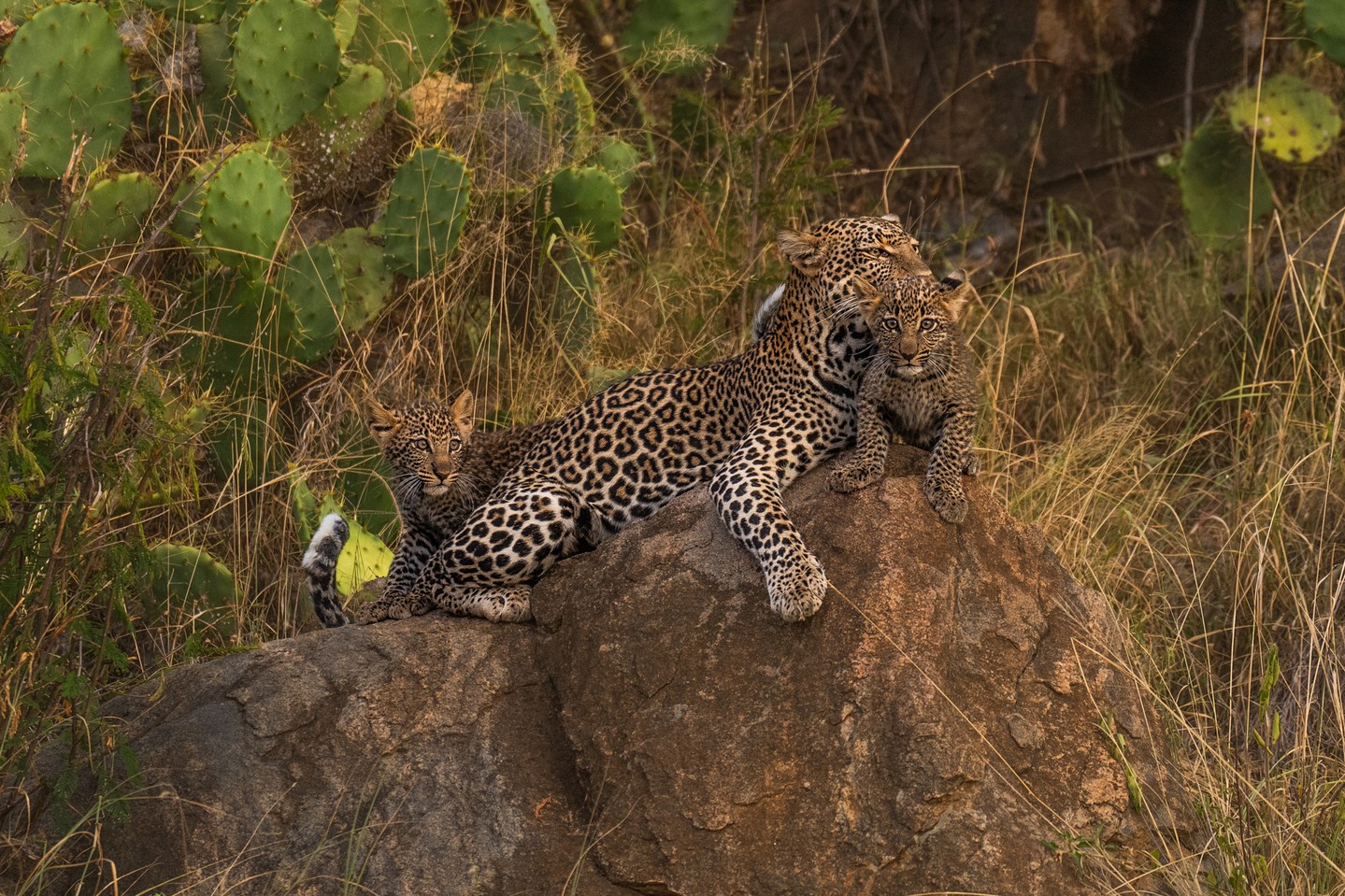 Elusive and often solitary, leopards are one of Africa’s most secretive big cats – but at Loisaba Conservancy, sightings are becoming more frequent, with mothers and cubs thriving in the landscape. Cubs stay hidden in dense cover for their first weeks of life, relying on their mother for protection and learning vital survival skills as they grow.
Through our partnership with San Diego Zoo Wildlife Alliance, we are studying leopard movements and behaviour, as well as working with local communities to reduce human–wildlife conflict and ensure these incredible cats continue to thrive.
You might also notice the cactus in the photo – an invasive species, Opuntia engelmannii. Loisaba is actively removing this plant to restore natural habitats for wildlife and ensure that both predators and their prey can flourish.
Thanks to our tourism partnership with Elewana, 100% of the money earned through tourism at Loisaba goes directly toward protecting these cats, other species, and their habitats. 📍 Loisaba is fast becoming a top destination for leopard viewing – book your safari now to help conserve wildlife while experiencing it first-hand.
Photo © @JamieLucasPhotography
#WildlifeConservation #BigCats #NaturePhotography #LeopardSightings #HabitatRestoration #HumanWildlifeConflict #CubsOfInstagram #InvasiveSpeciesControl #SanDiegoZooAlliance #AfricanSavannah