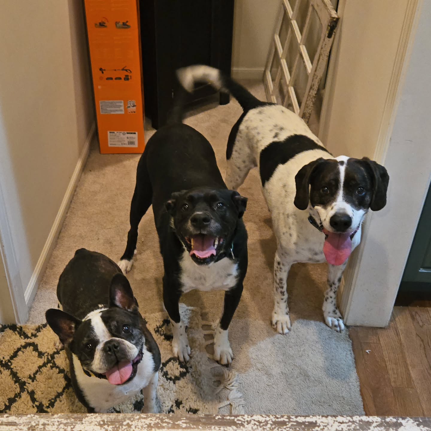 Look at these boys! So happy to see their favorite pet sitter is here to play with them.