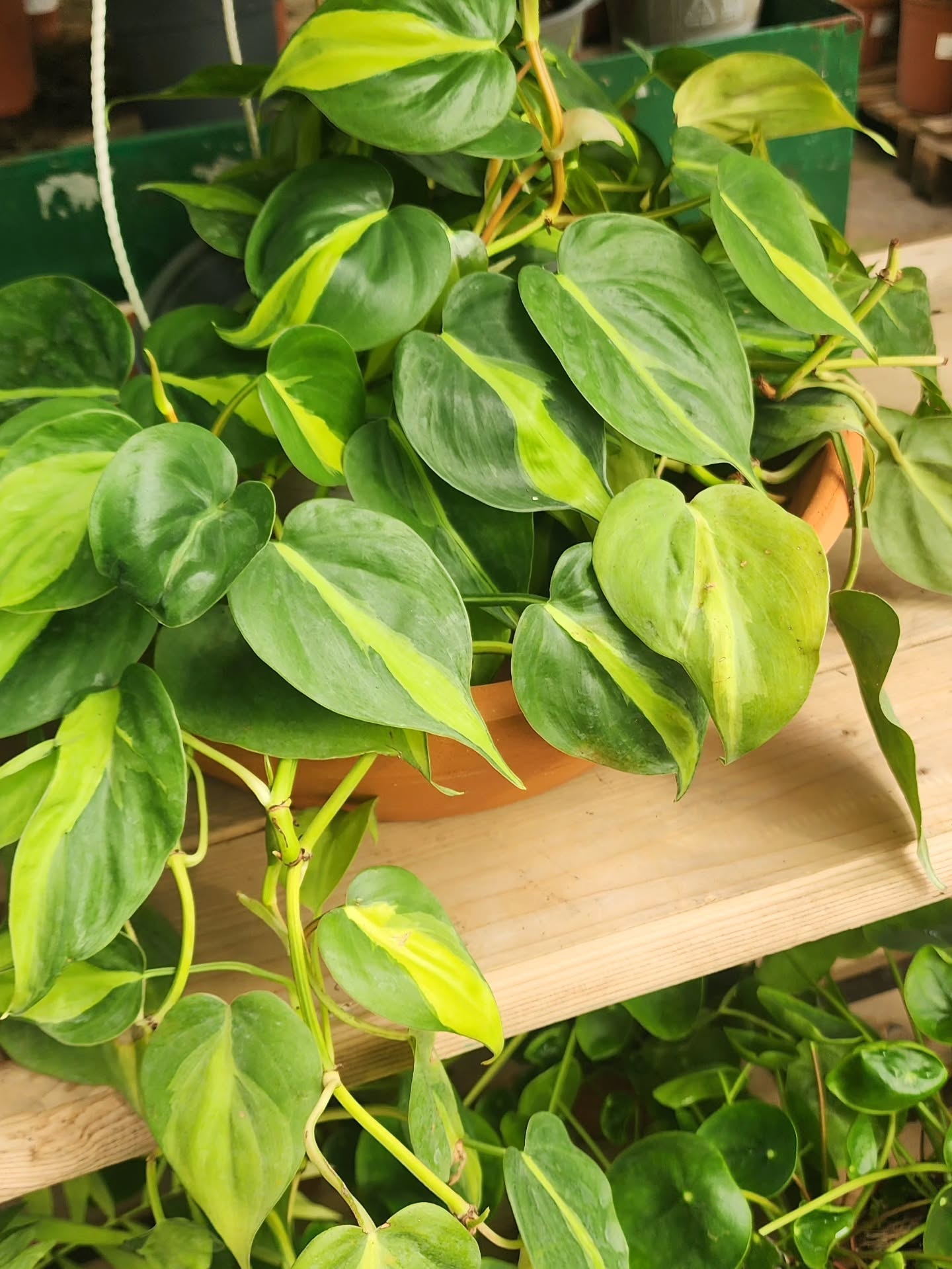 🌱 Découvrez les coulisses de GreenAppart !
Nos plantes d’intérieur poussent avec passion et respect dans notre zone de production dédiée. Fraîcheur, qualité et beauté garanties pour embellir tous vos espaces. 😏
🔎 On veut connaître votre avis :
Est-ce que les plantes colorées vous intéressent??
Participez au sondage juste en dessous et dites-nous ce qui vous ferait plaisir chez vous ou au bureau !