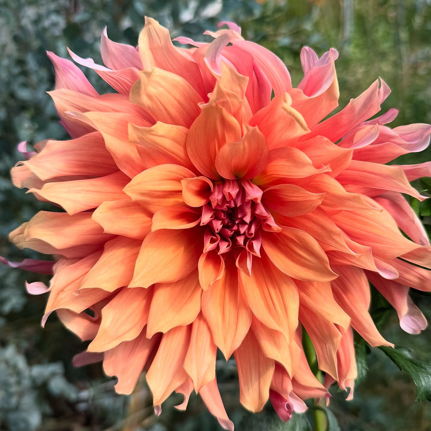 Belle of Barmera. One of the first dahlias first planted on this flower farming journey, and still with me after six years.