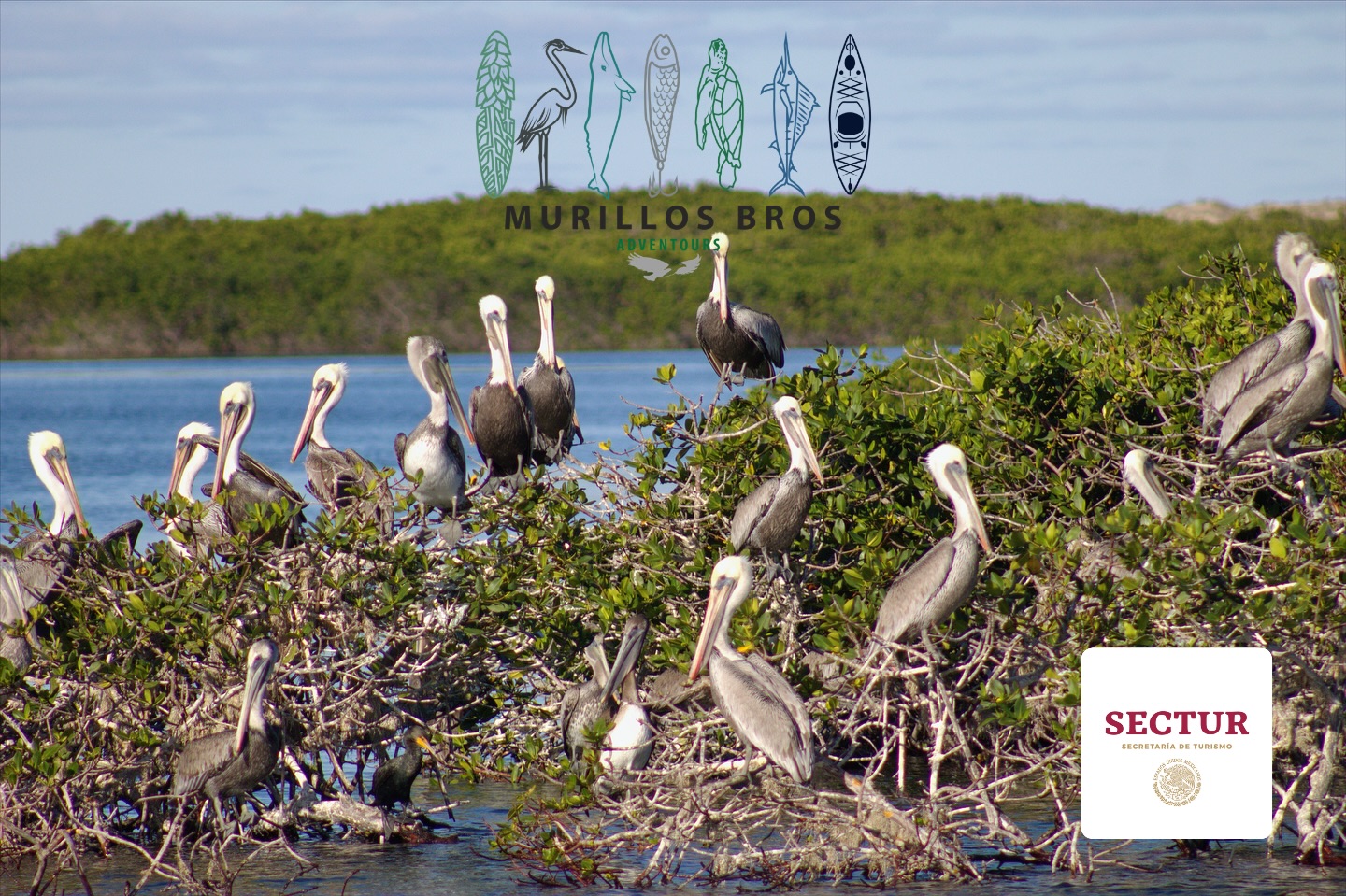 ¡Buenas noticias! Nuestro proyecto Paseo entre Dunas y Manglares en Bahía Magdalena ha sido seleccionado por la Secretaría de Turismo y UNESCO para avanzar en la convocatoria nacional de Experiencias de Turismo Comunitario.
Un logro que nos motiva a seguir compartiendo la magia de Bahía Magdalena y Puerto San Carlos a través del turismo comunitario y sustentable 🙌.
Por un turismo que conecta, protege y transforma.
📍 ¡Los esperamos en Comondú para vivir la experiencia!
@sectur_mx @visitmexico @bcssectur @conanp_mx
#TurismoComunitario #TurismoSustentable #TurismoDeNaturaleza #MéxicoIncreíble #VisitMexico #BahíaMagdalena #PuertoSanCarlos #Comondú #BajaCaliforniaSur #MagBay #MurillosBros #Kayak #AvistamientoDeBallenas #Camping #Manglares #NaturalezaViva