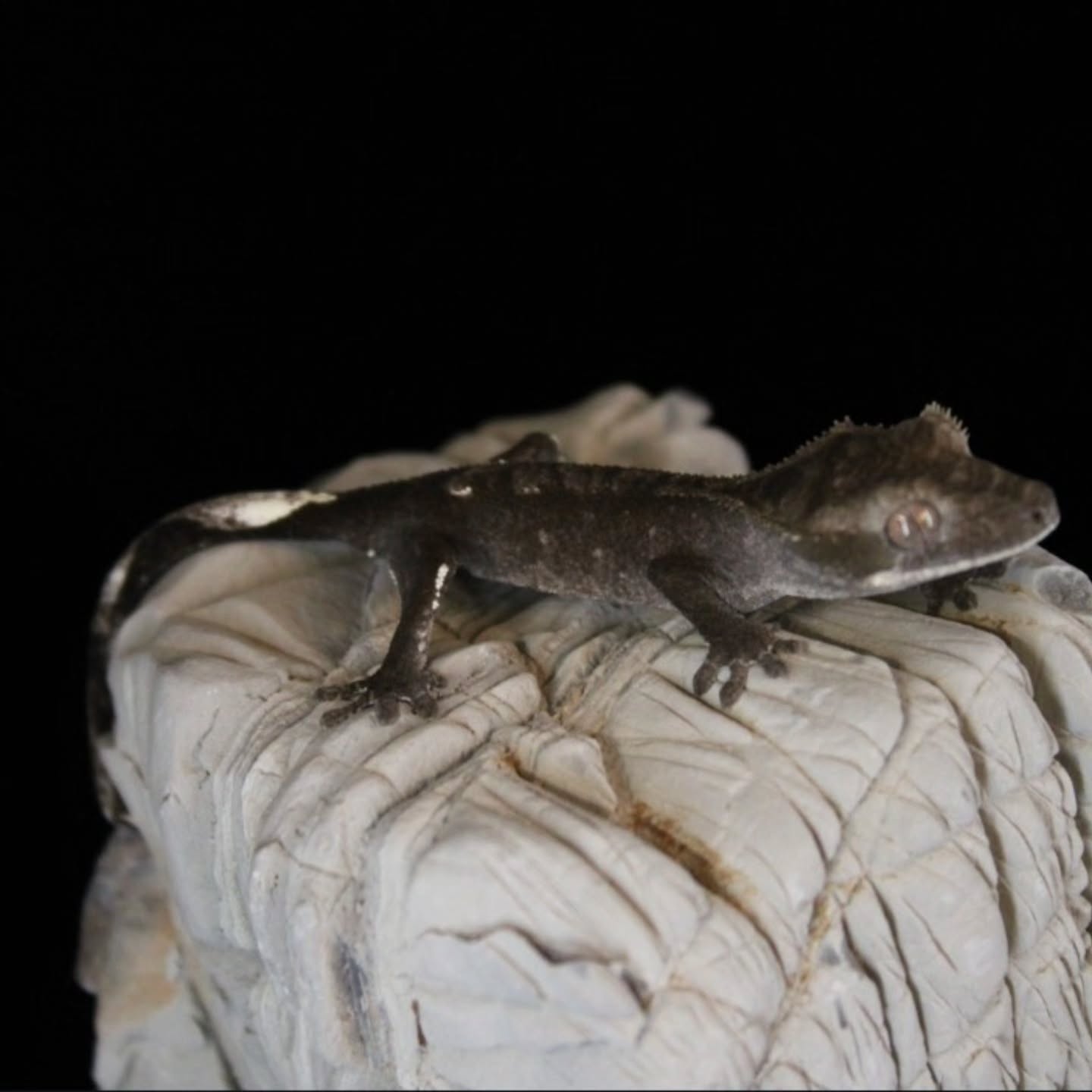 #crestedgeckosofinstagram #crestedgeckos #crestedgecko #gecko #geckobreeder #reptilelover #reptiles #reptilesofinsta #reptile #axanthiccrestedgecko
#axanthic
