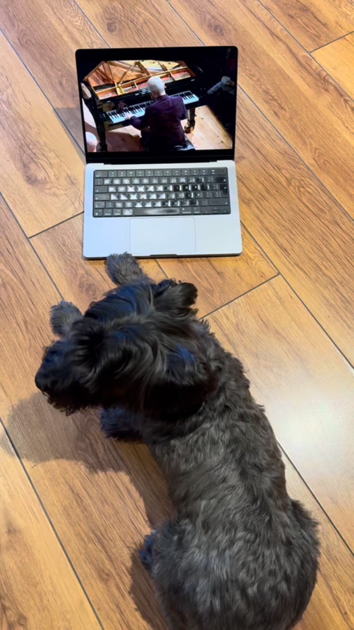 Zaperoco llegó a nuestras vidas para transformarlas, para llenarnos de alegría, ternura y enseñarnos lo que significa el amor incondicional.
No sabemos de dónde vino, pero sí que sufrió la maldad del ser humano. Aun así, nunca dejó de sonreír con su mirada, brincar, disfrutar su “pollito” favorito y pedirnos caricias infinitas.
También tiene un alma musical: cuando me ve tocar, se queda tranquilo, echado, disfrutando el concierto como si entendiera cada nota. Mientras tocaba Rhapsody in Blue, él se acomodó frente a la pantalla y simplemente escuchó, sereno, como el mejor de los públicos.
Zaperoco es un ángel, un guerrero incansable, una vacuna de amor absoluto que Juan y yo le damos cada día.
Te amamos profundamente, Zaperoco. Estamos contigo, siempre. 🐾💙