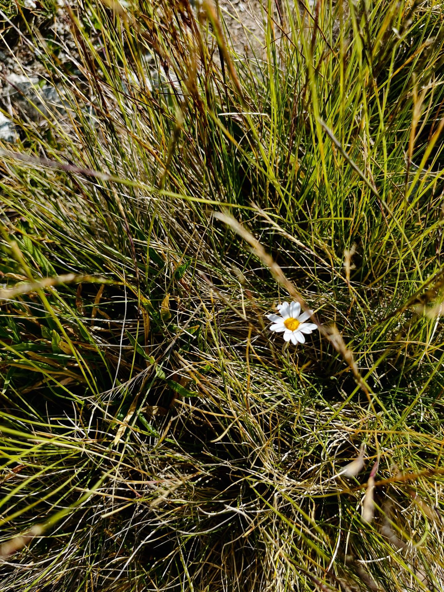 Ich bin nun offiziell ausgebildete ADHS-/Autismus-Coachin! ✨
Zert. Coaching mit Vertiefung in AD(H)S & ASS
SBAP. - Schweizerischer Berufsverband für Angewandte Psychologie
In den vergangenen Monaten und Jahren habe ich nicht nur viel Zeit, ♥️ und 💪🏻in das Thema Neurodivergenz gesteckt – ich habe auch selbst erlebt, wie es ist, als neurodivergente Persönlichkeit in einer überwiegend neurotypischen Leistungsgesellschaft zu leben. Diese Erfahrung hat mich geprägt, mir wertvolle Einblicke geschenkt und meine Vision bestärkt.
Mit meiner neuen Rolle möchte ich einen Schritt weitergehen: Aufklärung in unserer Gesellschaft fördern und Menschen mit ähnlichen Erfahrungen auf ihrem individuellen Weg begleiten. 💜
Ich freue mich auf alles, was vor mir liegt – auf Begegnungen, Austausch und die Möglichkeit, gemeinsam mehr Verständnis und Akzeptanz für Neurodivergenz zu schaffen.
#adhs #autismus #neurodivergenz #neurodiversityawareness #adhscoaching #autismuscoaching #neurodivergentandproud #aufklärung #akzeptanz #Inklusion #persönlicheentwicklung #Mentoring #individuellerweg #empowerment #verständnisstärken #psychischegesundheit #mentalhealthawareness
@el._momento