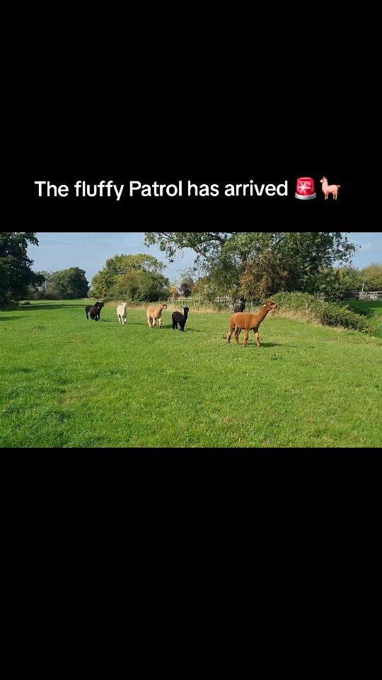 They see me rollin 😎
#wiltshirealpacas #alpacaexperience #alpacawalking #alpacatrekking #alpacaadventure #wiltshireadventures #alpacaadventures #fluffyfun #walkwithalpacas #naturelovers #theyseemerollin