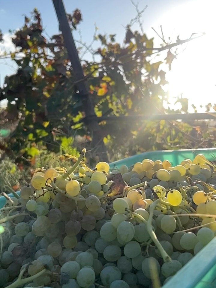 It is time for our indigenous Girgentina, marking the close of this year’s harvest and the creation of Zafrana. The tanks are full, and while tired, we are deeply satisfied.
This vintage would not have been possible without Markus, who stood by my side every step of the way. A heartfelt thank you also to all those who gave their time, energy, and passion—another harvest to remember.