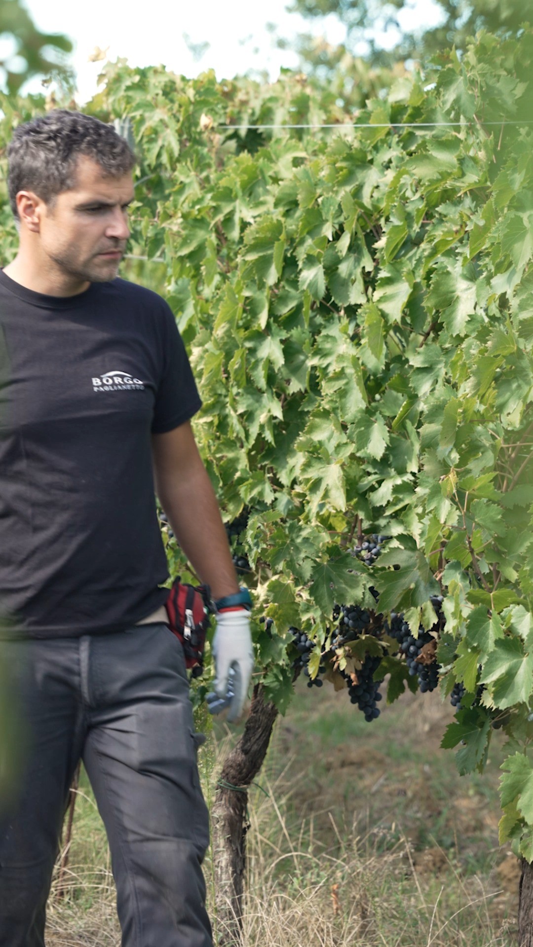 🍇 È tempo di vendemmia!
La natura, con la sua meravigliosa slow life, ci ha donato grappoli straordinari 🌿✨.
Con il nostro lavoro biologico ci affidiamo al ritmo della terra, e quest’annata promette un vino splendido: nei colori, nei profumi e nei sapori. 🍷💫
Ogni goccia racconterà sacrificio, passione e rispetto per la natura.
Perché il vino d’autore nasce solo da uve eccellenti, frutto di duro lavoro e di una natura benevola. 🌞🙏
Annate sorprendenti, eleganti e di qualità… come quella che ci attende. 💖
🍇 Harvest time has arrived!
Nature, with its wonderful slow life, has gifted us extraordinary grapes 🌿✨.
With our organic work, we trust the rhythm of the earth, and this vintage promises a wine that will shine in colors, aromas, and flavors. 🍷💫
Every drop will tell a story of sacrifice, passion, and respect for nature.
Because signature wines are born only from excellent grapes – the fruit of hard work and a benevolent land. 🌞🙏
Surprising, elegant, and high-quality vintages… just like the one ahead. 💖#borgopaglianetto #borgopaglianettowines #verdicchiodimatelica #biologico #winelovers #fivi #siamofivi #artisanwine #MadeInItaly #vendemmia2025