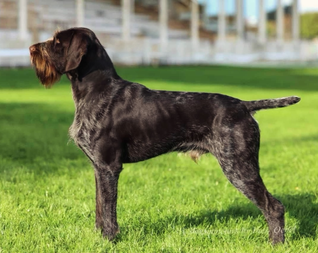 Been very excited to introduce Jako 😍
German bred, fully health tested and titled.
Been waiting for him for a long time!
He’s travelled 1900 miles but he’s finally here 😍