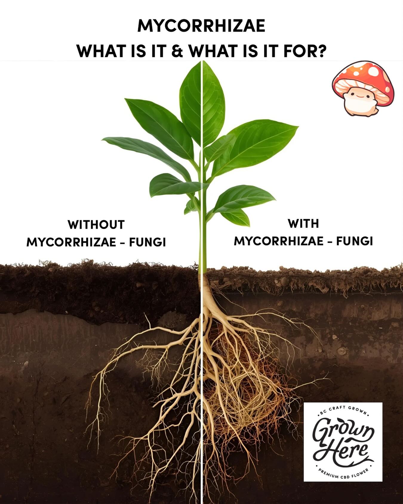 What are Mycorrhizal Fungi?
Millions of years ago, a symbiotic relationship evolved between certain types of microscopic fungi (called Mycorrhizal Fungi) and plant life, allowing both to thrive. This symbiotic relationship exists to this day and can be observed in every forest. It is essential for the survival of natural landscapes all over the world.
From the smallest shrubs to the tallest tree, in nature, the roots of most plants maintain a symbiotic connection to these wonderful fungi, and this symbiosis can literally be the difference between a struggling garden and a thriving one.
The main benefit of Mycorrhizal Fungi is its ability to assist the roots of their host plants. Once mycorrhizae are connected to roots, the plant’s access to water and nutrients (particularly nitrogen, phosphorus, zinc, manganese and copper) increases. This is because the hyphae (the thread-like filaments of the fungi - which can look like cotton candy to our eye) increase the area of absorption from soil.
Mycorrhizal filaments grow 100 to 1000 times faster than roots, and rapidly form dense spongy mats in the soil (these dense mats are called Mycelium). The mycorrhizal network acts like a second set of roots for its host plant. Mycorrhizal hyphae are smaller in diameter compared to plant roots and can penetrate tiny cavities in the soil - accessing and exploring areas otherwise unavailable to roots.
The benefits of the mycorrhiza include:
- Improved resistance to Transplant Shock
- Increased drought and salinity stress tolerance
- Increased water and nutrient uptake
- Sequestration of atmospheric CO2. Info taken from @rootrescue