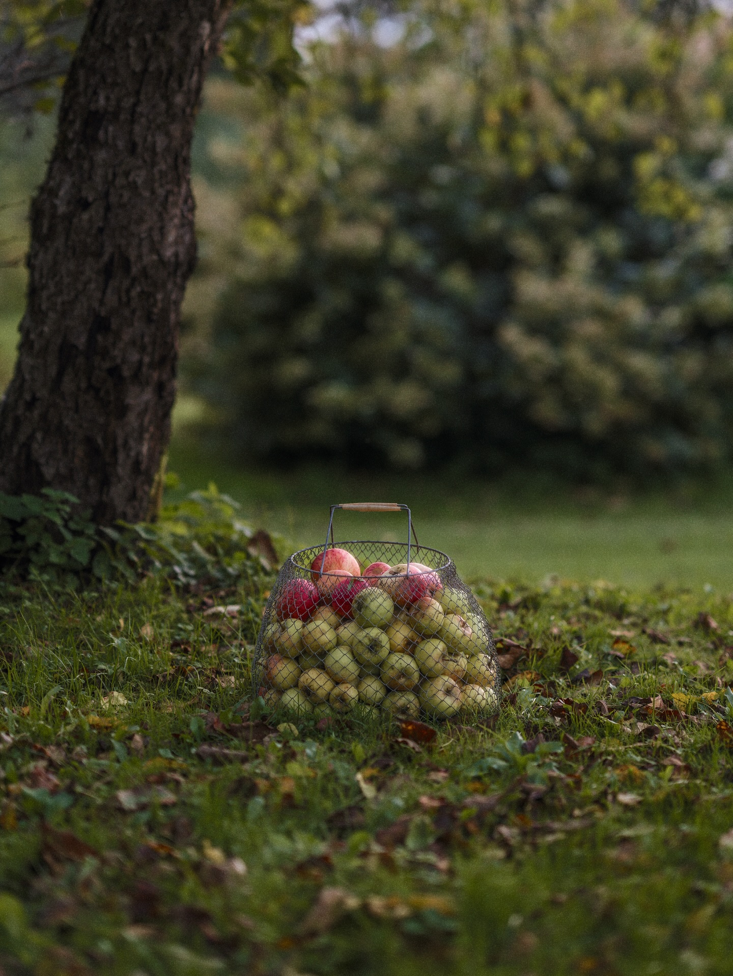 Autumn tomorrow 🤍🍏