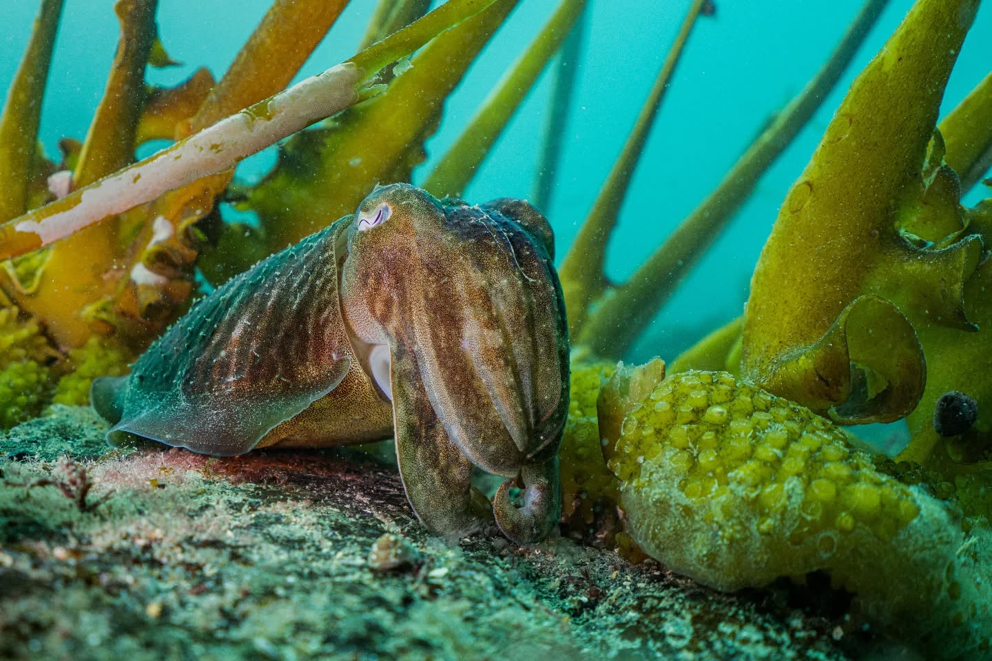 Something other than an Octopus for now. Managed to get back down to Porthkerris a while ago and found this cuttlefish moving around. Let us get up close to it for a little while before we finished the dive
