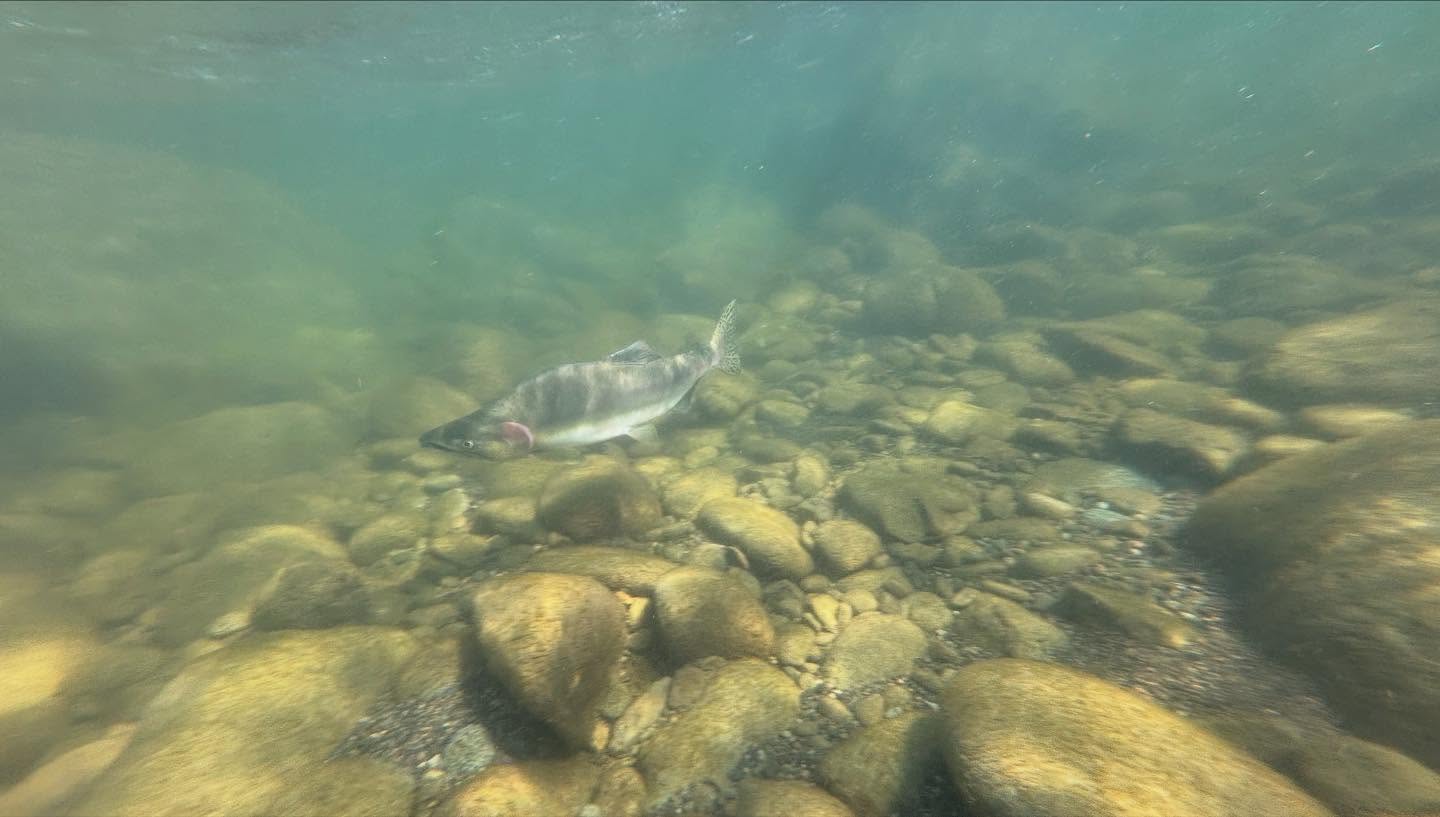 This year was a huge year for pink returns - folks from our lab have been encountering pinks left and right during fieldwork this fall 💅🐟
Bonus points if you can identify all of the species in the second video!
Photos/videos taken by Jon Moore and Ben Zdasiuk.
.
.
.
#pinks #fisheries #salmon #pinksalmon #returns #research #biology