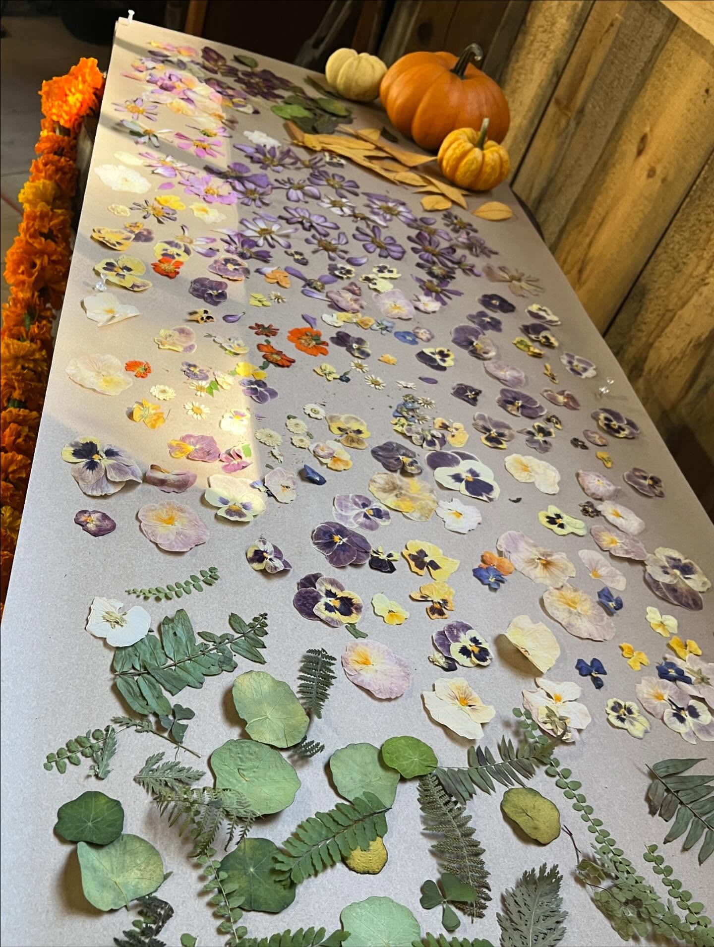 We’d like to thank everyone who came out to our pumpkin workshop on Saturday! We had such a great time exploring the farm, chatting, and connecting with you all!
Looking forward to bringing out our witchy side with the next Hocus Pocus workshop!