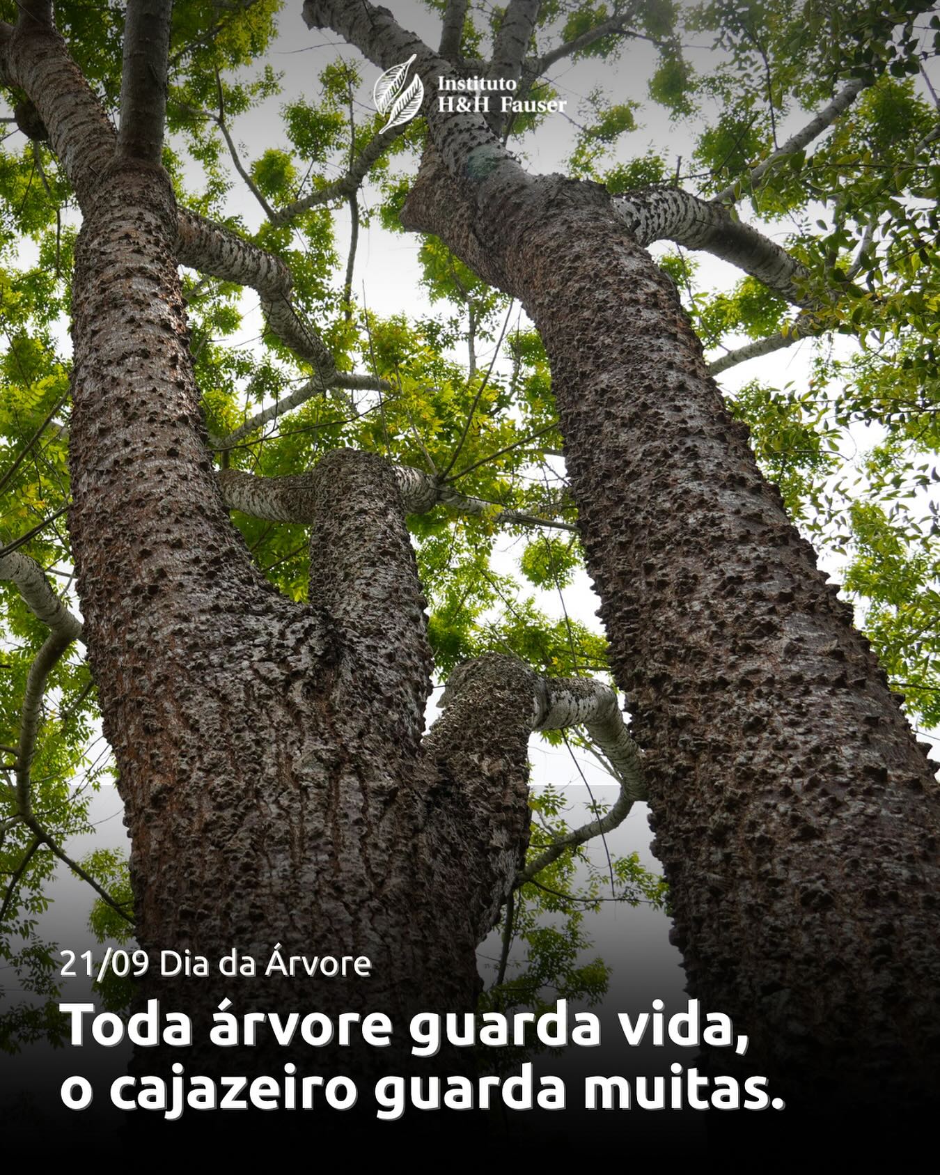 O cajazeiro é a árvore do cajá-mirim, fruta nativa que carrega sabor e memória da nossa terra.
Suas copas oferecem sombra, alimento e abrigo para muitas formas de vida.
Cuidar das árvores é sinônimo de cultivar a biodiversidade e a nossa cultura. 🍃
#ihhf #diadaárvore #ong #valedoparaíba #paraibuna #frutasnativas #mataatlântics