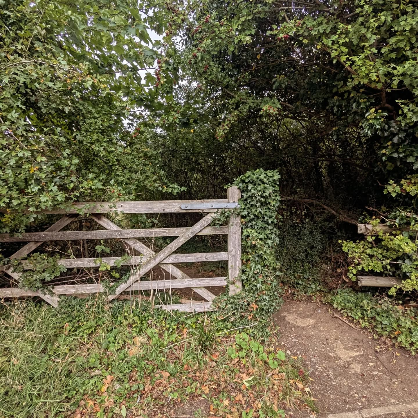 Lovely morning checking out a potential Community Orchard Site 🍎🍏🍐🍒
Watch this space 🌟
#communityorchard #fruittrees #communityspace #greenchippenham #trees #pollinators