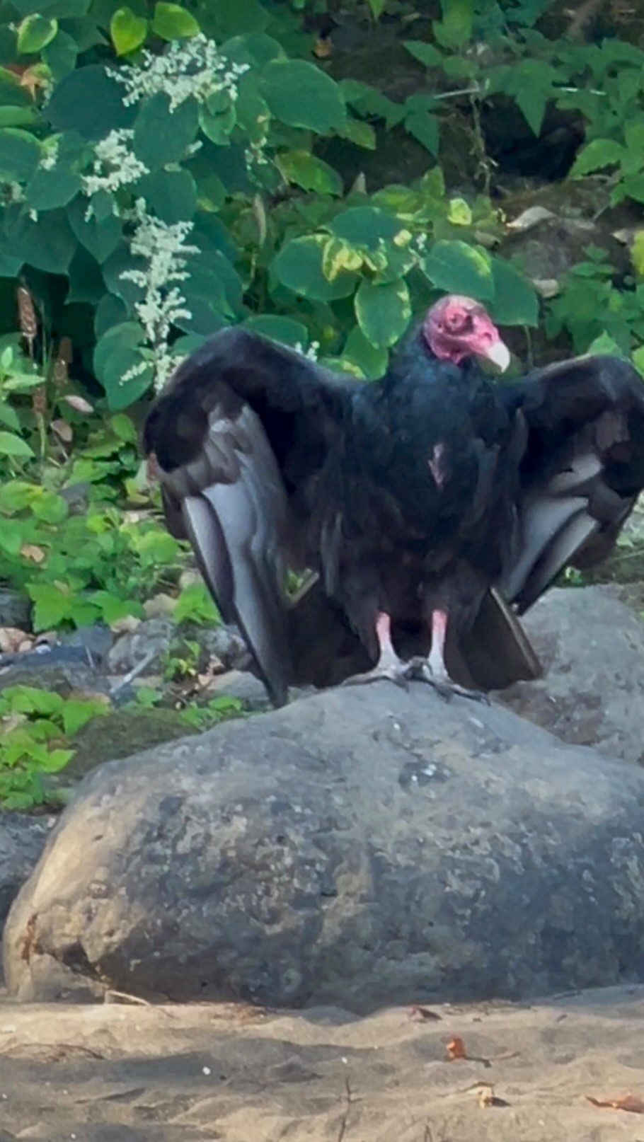 Waste Management
Turkey vultures are vital to the ecosystem as nature’s waste collectors, primarily feeding on carrion, aka dead animals. Their scavenging behavior promotes rapid decomposition, reducing conditions for pathogens and the risk of disease outbreaks.
Their stomach can have a pH level of 0 to 1, which is more corrosive than battery acid. This acid destroys most bacteria, viruses, and toxins, including botulism, anthrax, and rabies. In areas where vulture populations have declined due to habitat loss or poisoning, the decay process can slow, leading to increased harmful bacteria and pests.
Vultures provide a natural service by disposing of carrion without human intervention, maintaining ecosystem balance, and reducing the need for vehicles that transport animal remains. If vultures’ roles were replaced by artificial means, carbon dioxide emissions could rise, worsening climate change. Additionally, as diurnal birds with keen eyesight, vultures allow nocturnal scavengers to feed on carcasses at night, illustrating the intricate dynamics of the food web and the importance of vultures in ecological balance. Be kind to all kind.
#birdsofinstagram
#birder
#birdfreaks
#vultures
#wildlifelovers