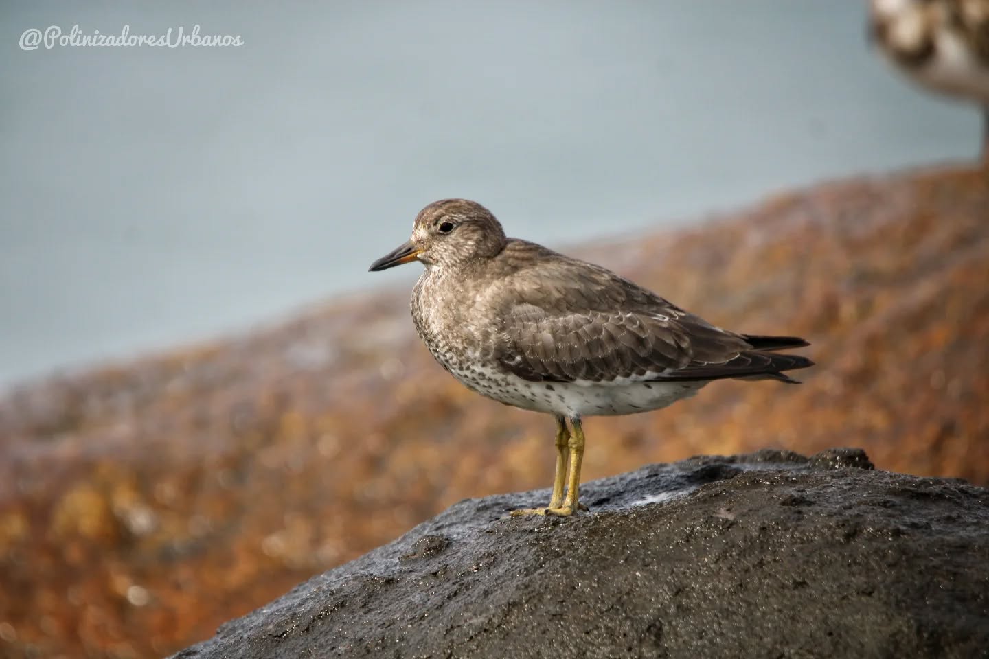 Una de las mejores partes de estudiar en Puerto Madero es que me he familiarizado mas con la fauna de la costa
Ayer salí a tomar fotos de aves playeras y me encontré con este bonito ejemplar, les presento al playero brincaolas 𝑪𝒂𝒍𝒊𝒅𝒓𝒊𝒔 𝒗𝒊𝒓𝒈𝒂𝒕𝒂
A estas aves les toca vivir entre chanclas, jeringas, plástico y muchas, muchas de verdad MUCHAS botellas de cerveza.
Es importante entender también que gran parte de la basura que termina en el manglar y en nuestras playas viene de los rios contaminados en la ciudad
Limpiar las playas no sirve de nada si no resolvemos los problemas de residuos plásticos que vienen de muestras ciudades
#avesplayeras
#biodiversidad
#aves
#educacionambiental
