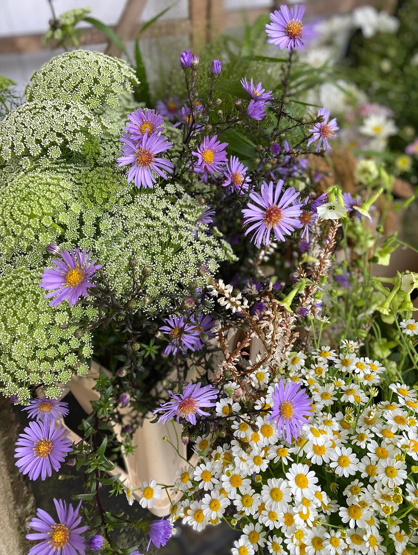 I love that it’s mid-September and there are still new beautiful thjngs starting to flower like the jewels of opar 💎 and the asters 🤩
Flowers here from @rivergardenflowers too 💚
