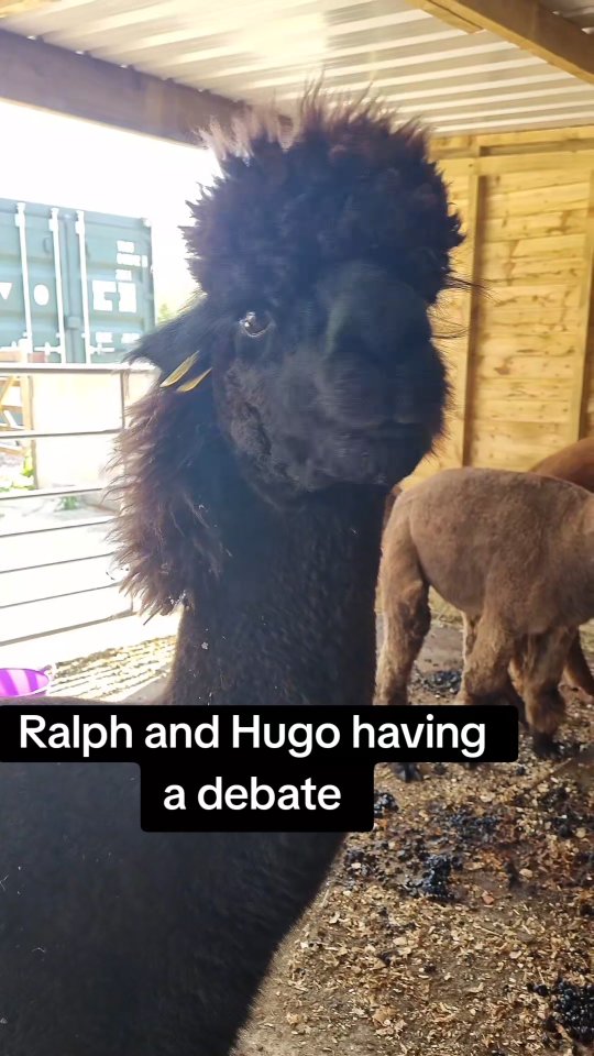 The 2 sassiest alpacas around 😂
#wiltshirealpacas #alpacaexperience #alpacawalking #alpacatrekking #alpacaadventure #wiltshireadventures #alpacaadventures #fluffyfun #walkwithalpacas #naturelovers #kingjulian