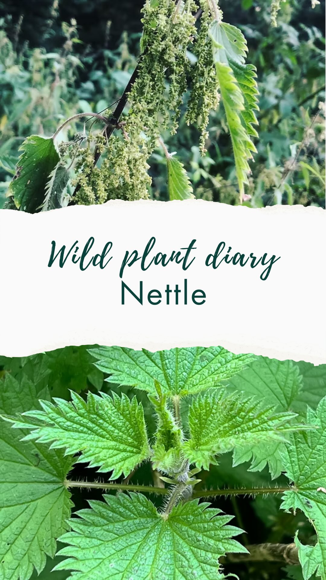 🌱Wild plant diary day 2 : Nettle 💚
Today I went to visit my aunty and nan so that they could watch the baby while I worked on my new e guide on how to Forage Flowers for your Wedding (watch this space for more info on that!)
It was lovely to see them and admire their beautiful garden which is seriously #lifegoals . They are both amazing at gardening.
For my wild plant fix I went out behind the garden where I found some glorious patches of nettle growing.
Did you know that nettle leaves have:
- more iron than spinach
- More calcium than milk
- And more vitamin c than oranges
They lose their sting as soon as heat is applied so you can have them in a tea or cooked as you would spinach.
At this time of year there’s a special treat as nettle seeds are out. Collect the female ones, dry them, and sprinkle on yoghurt or any other tasty food that would welcome seeds.
🌱The second of my Wild Plant Diaries 🌿
I’m sharing the plants I spot in everyday life to show how easy (and joyful!) it is to notice the wild friends growing around us. A world where we know them is a better one—for us and for the planet. ✨
Follow @love_wild_plants to join the journey. I’ll be back tomorrow 😁