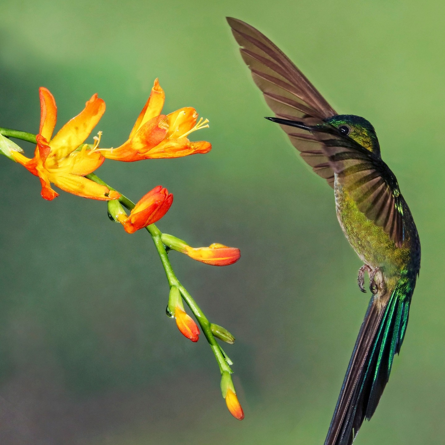 💚
.
.
.
© Chris Charles v/ @unsplash
.
.
.
#180editions #mangezlocallisezlocal #colibri