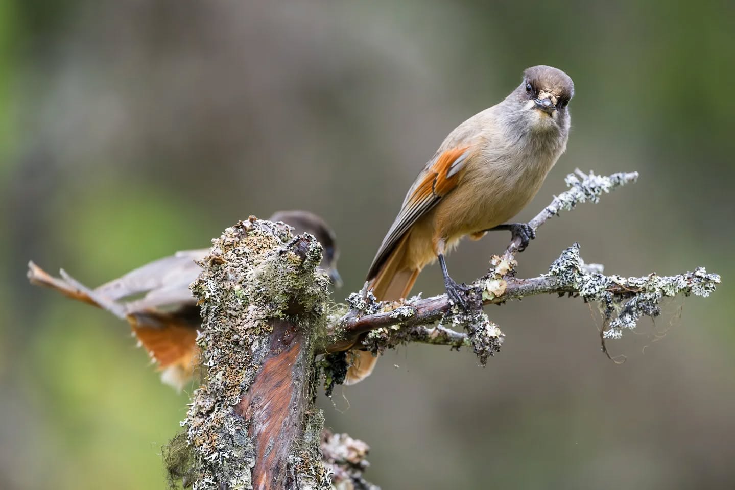 Sibirian jay a species of the untuched forests.
#innature
#innaturephotos
#sibirianjay
#lavskrika
#fulufjälletsnationalpark
#threatenbird
#oldforest
