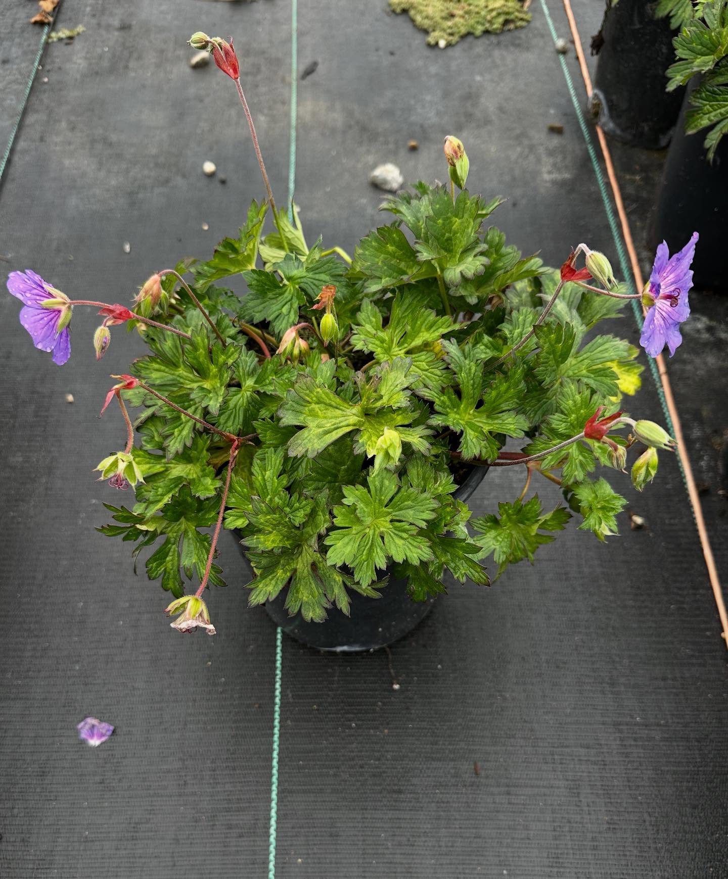 🌸 We’ve got lots of colorful 1-gallon beauties ready to go. Pictured here (in order):
• Geranium ‘Rozanne’
• Convolvulus cneorum
• Astericus
• Coprosma ‘Eclipse’
📞 Place your order today: (805) 964-8270