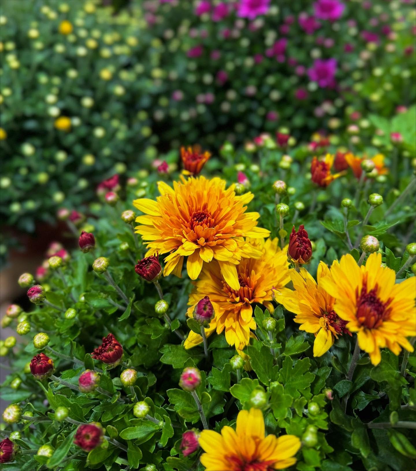 Mums the word… and these beauties are about to POP 🌼🍁 Bursting with color just in time for fall!