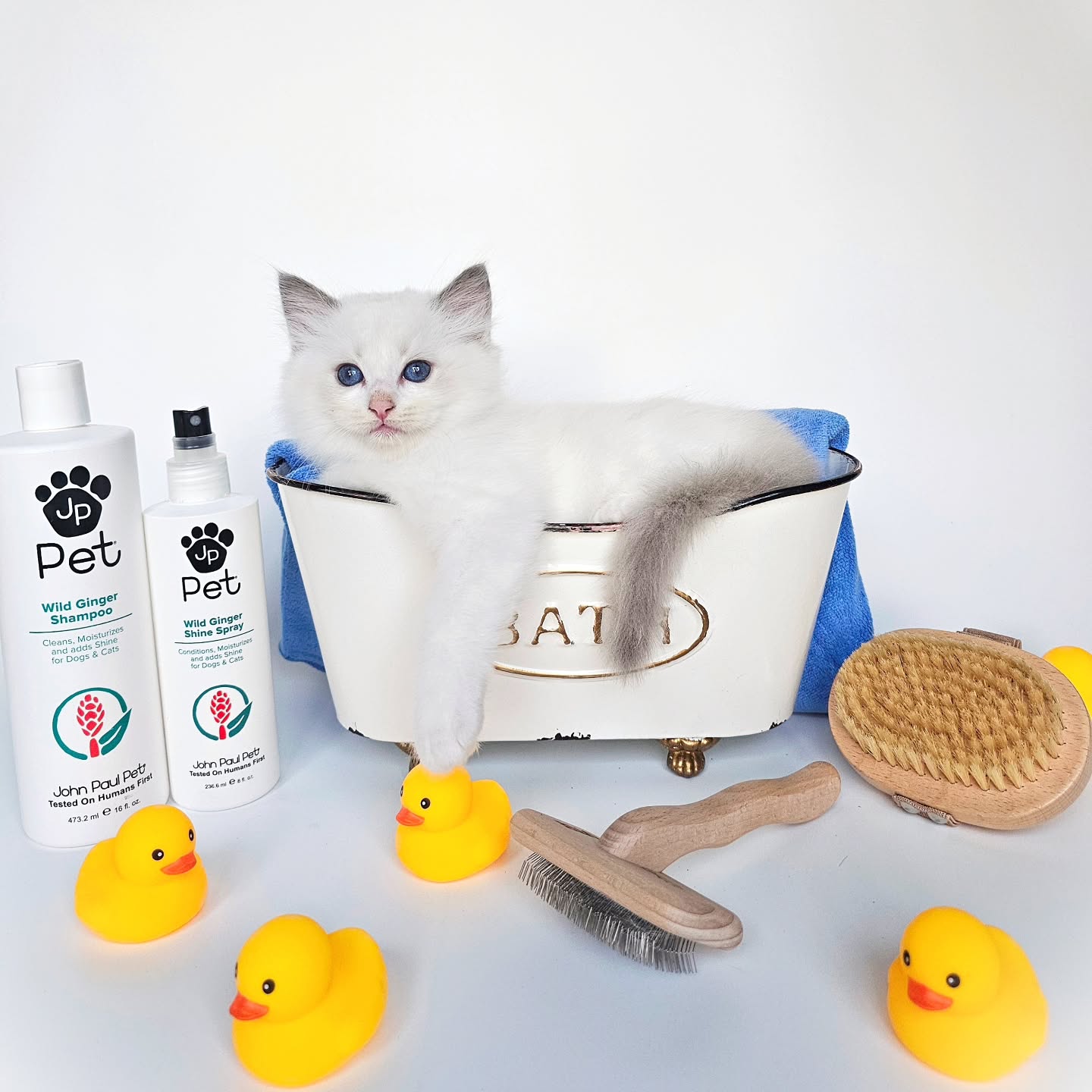 When bath time turns into spa day ✨🛁 This baby’s got the royal treatment down purrfectly 😻👑 Fresh, clean, and cute as a button 🧼🐾 Can you handle this level of fluff? 😍
#CutiePatootie #KittenLove #FluffTherapy #HappyKitty #ragdollssarasota
#rafdollstampa ##ragdollsflorida #ragdollsmiami #kittenforsale #kittenmiami