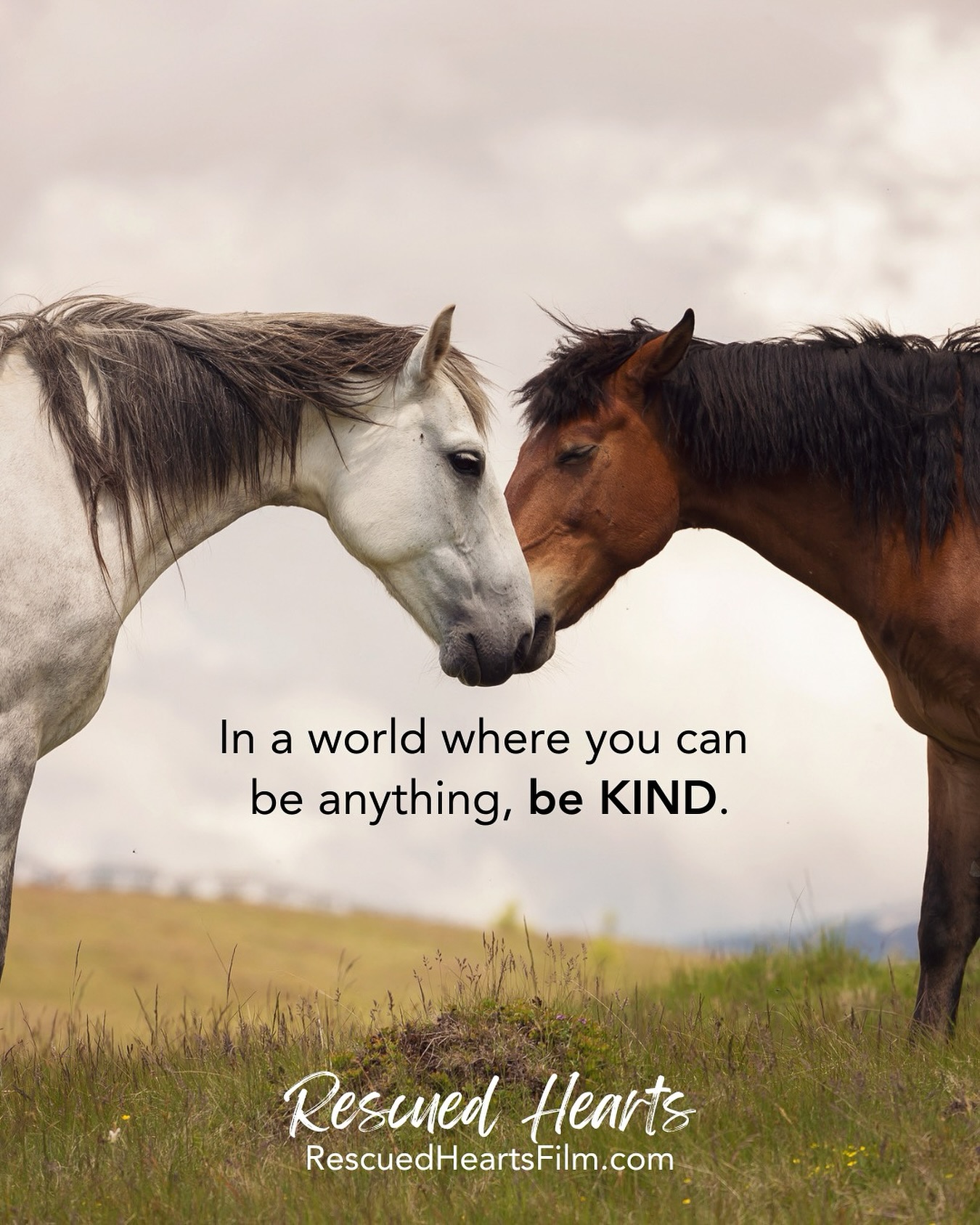 The world feels so at odds right now — and it’s heartbreaking to witness 💔
Everywhere I look, I see division, anger, and fear. And yet, every day I am given a choice: to add to the noise or to bring more compassion, understanding, and love.
While kindness sounds simple, it’s not always easy. It asks us to pause, to soften, and to see the humanity in one another. It’s the thing that can shift the energy of a room, a conversation, someone’s life — even the entire world.
Today, and every day, may we choose kindness and love 🐴❤️
#BeKind #ChooseCompassion #LoveHeals #RescuedHeartsFilm #HealingWithHorses #HorseHumanConnection #KindnessMatters #HealingTogether