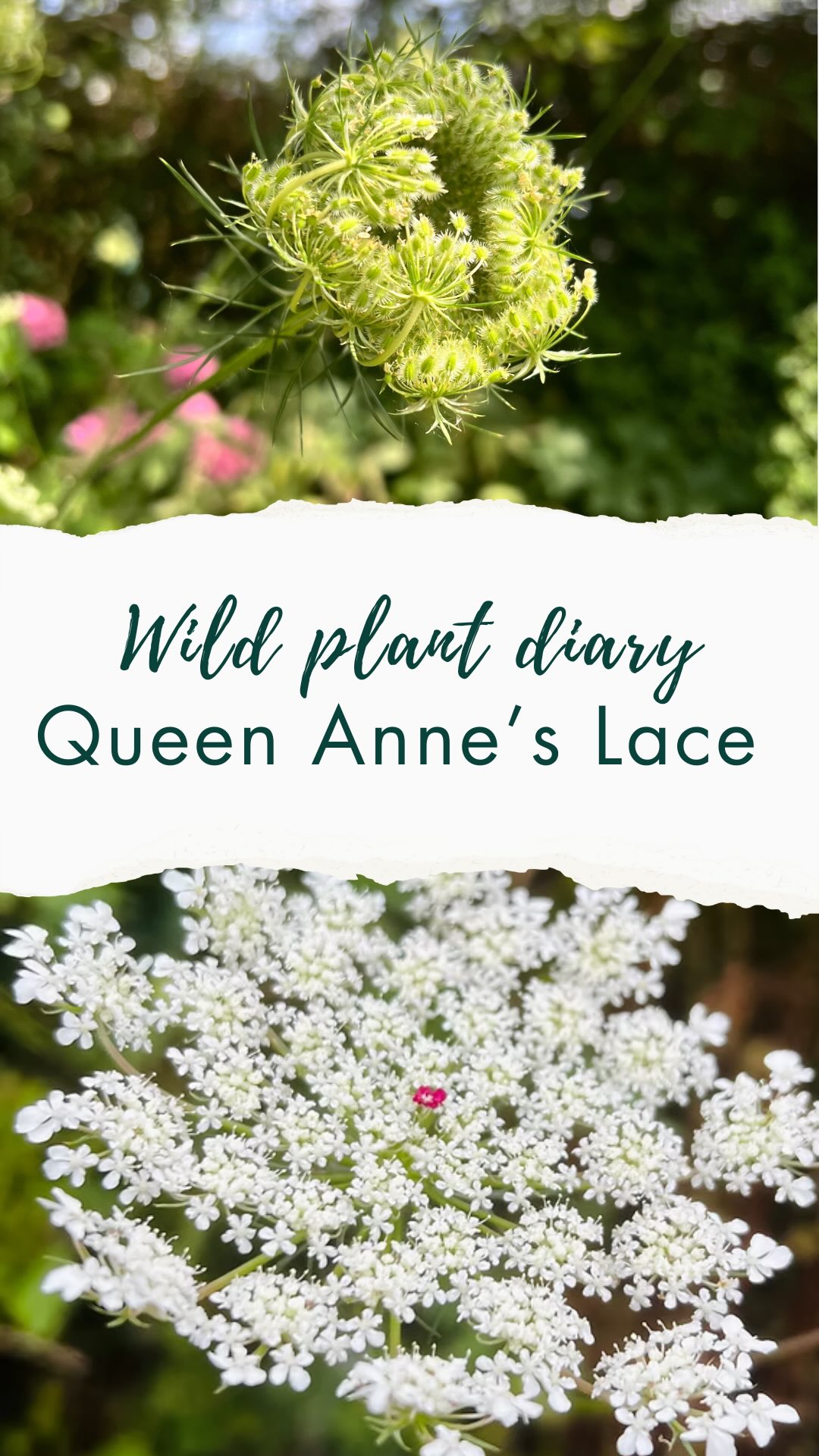 🌸🌱Wild Plant Diaries, day 4🌿
Today I was pottering in the garden enjoying the amazing sunshine ☀️ I stopped to admire a lovely patch of Queen Anne’s Lace 🌿
Such an amazing plant with an incredible story — Afghan farmers were the first to selectively breed it back in the 10th century, and later the Dutch (in the 15th century) turned it orange through more selective breeding… giving us the carrot we know today 🥕
It’s edible, though the root is tough and woody (and best avoided if pregnant). The flowers and seed heads are beautiful in bouquets ✨ And if you collect the seeds now and scatter them, you’ll have your own patch next year.
Have you noticed them growing near you? Let me know 🫶
PS. Beware not to confuse it with poison hemlock which is in the same family. Hemlock doesn’t have the red flower in the middle, and it has red/purple blotches on its stem
🌸🌱Wild Plant Diaries, day 4🌿
I’m sharing the plants I spot in everyday life to show how easy (and joyful!) it is to notice the wild friends growing around us. A world where we know them is a better one—for us and for the planet. ✨
Follow @love_wild_plants to join the journey. I’ll be back tomorrow