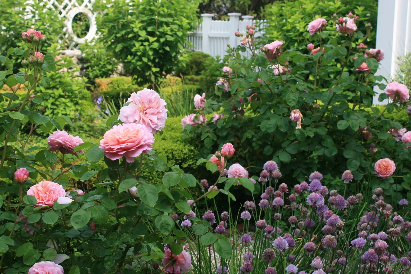 Eustacia Vye English shrub roses from David Austin anchor this renovated herb garden at #PotterCove. The salmon & pink petals meld beautifully with the blooming chives and varied shades of green in the foliage
.
.
.
.
.
#triplettdesignstudio #landscape #landscapedesign #landscapearchitecture #landscapelovers #residential #residentialgarden #residentialdesign #newengland #design #designer #garden #gardens #gardeninspo #gardeninspiration #gardendesign #gardensofinstagram #landscapedetails #perennial #rosegarden #herbgarden #roses #gardensofRI #rilandscapedesign #rilandscapearchitecture #rhodeislandgardens #watchhill #watchhillri #PlantHighlight
Project completed while at Anne Penniman Associates