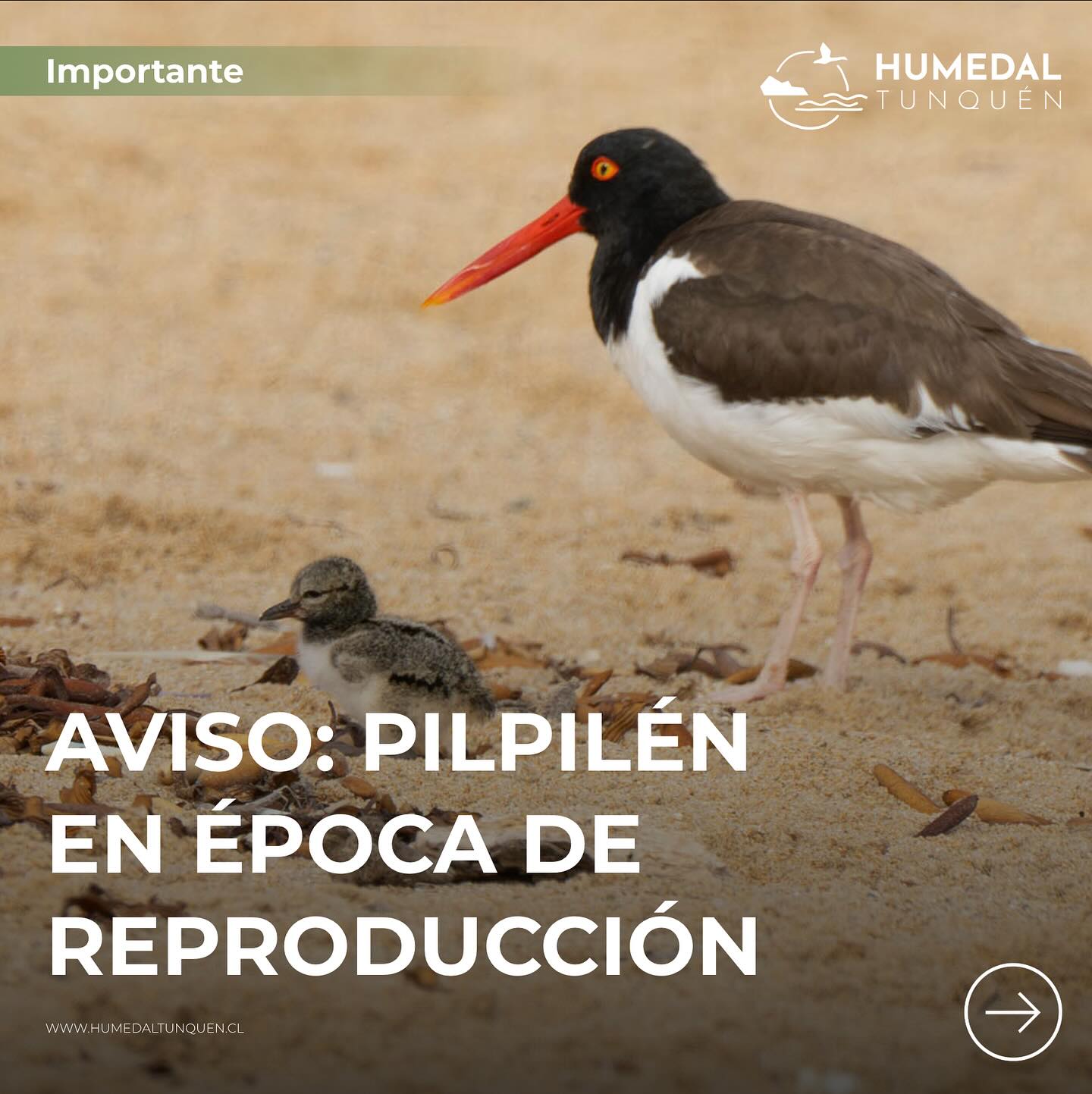 Comenzó la temporada de reproducción del pilpilén (agosto a febrero). Estas aves playeras ponen sus huevos directamente en la arena, lo que los hace muy vulnerables a nuestras actividades.
Por eso te pedimos:
🚗❌ No ingresar vehículos a playas ni dunas.
🐕🦺 Llevar a los perros siempre con correa.
🏖️ Evitar caminar en dunas y zonas de anidación.
📢 Difundir esta información.
Cada acción cuenta para que el pilpilén siga habitando nuestras costas.
📌 Información obtenida gracias a @laderasur
📸 Fotografías: aporte de @macaco_fotos