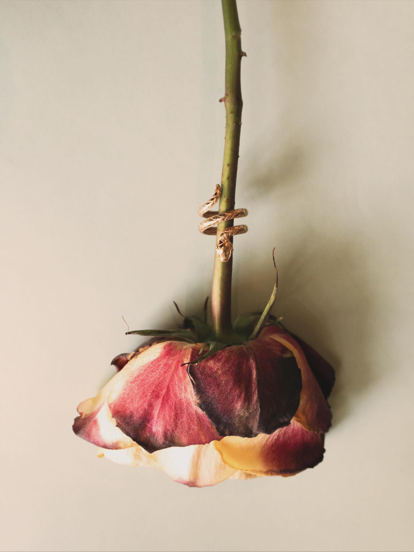 ✨Les fleurs se fanent,
mais restent en mémoire,
et l’or continue de fleurir,
gardien de toute une vie
•
•
✨The flowers fade,
yet linger in memory,
and the gold keeps blooming,
guardian of a lifetime