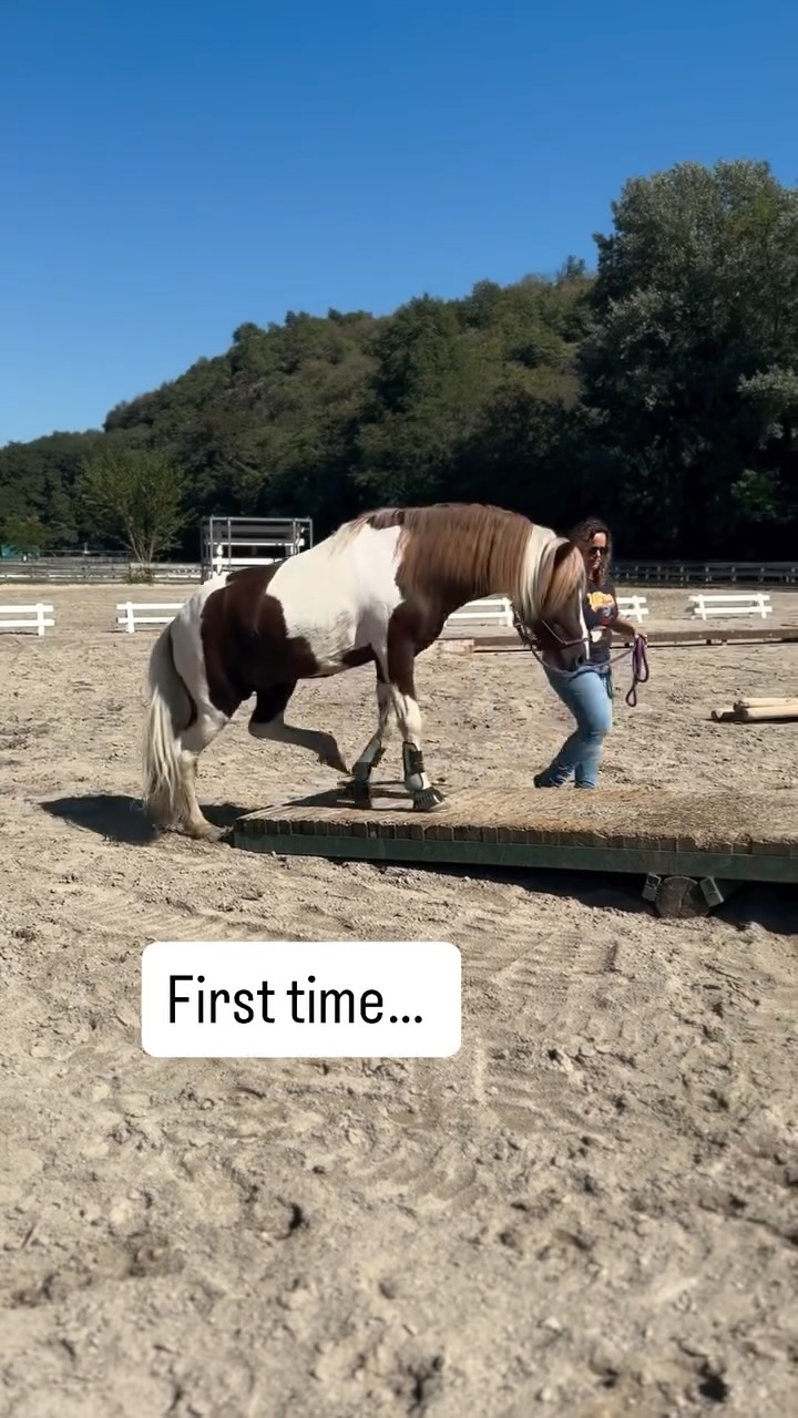 🐎✨ Atlas – First time on the Mountain Trail! ✨
Heute beim Kurstag durfte mein junger Hengst Atlas zum ersten Mal den Mountain Trail Parcours ausprobieren – und er hat es einfach grandios gemacht! Von der tibetischen Brücke bis zum Wassergraben 💦🌉, er ist jedes Hindernis sofort gegangen, mutig, intelligent und voller Vertrauen. ❤️
Ich bin unglaublich stolz auf ihn!
🙏 Danke @renzo.canciani.9 für deine Unterstützung.
Und jetzt geht es weiter – Sonntag startet unser Mountain Trail Turnier hier im Alps Coliseum! 🎉
Atlas – prima volta sul Mountain Trail! ✨🐴
Oggi durante il corso il mio giovane stallone islandese Atlas ha provato per la prima volta il percorso di Mountain Trail – ed è stato semplicemente fantastico! Dal ponte tibetano al guado d’acqua 🌉💦, ha affrontato ogni ostacolo subito, con coraggio, intelligenza e tanta fiducia. ❤️
Siamo davvero orgogliosi di lui!
🙏 Grazie @renzo.canciani.9 per il tuo aiuto.
E adesso si continua – domenica inizia il nostro concorso di Mountain Trail qui all’Alps Coliseum! 🎉