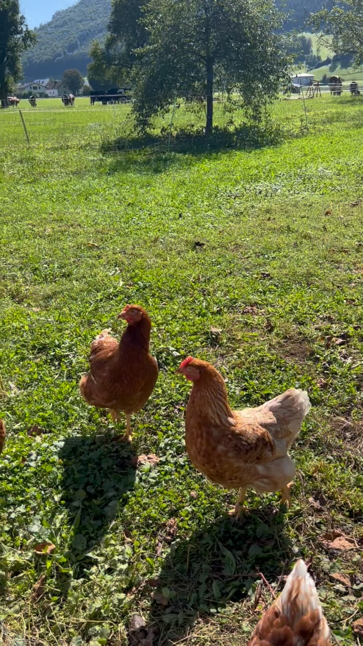 Heute noch so richtig Sonne tanken, das lieben auch unsere Ladys🐓🐄 denn kommende Woche kommt eine Kaltfront🌧️
#sonnetanken #weidehaltung #biohof