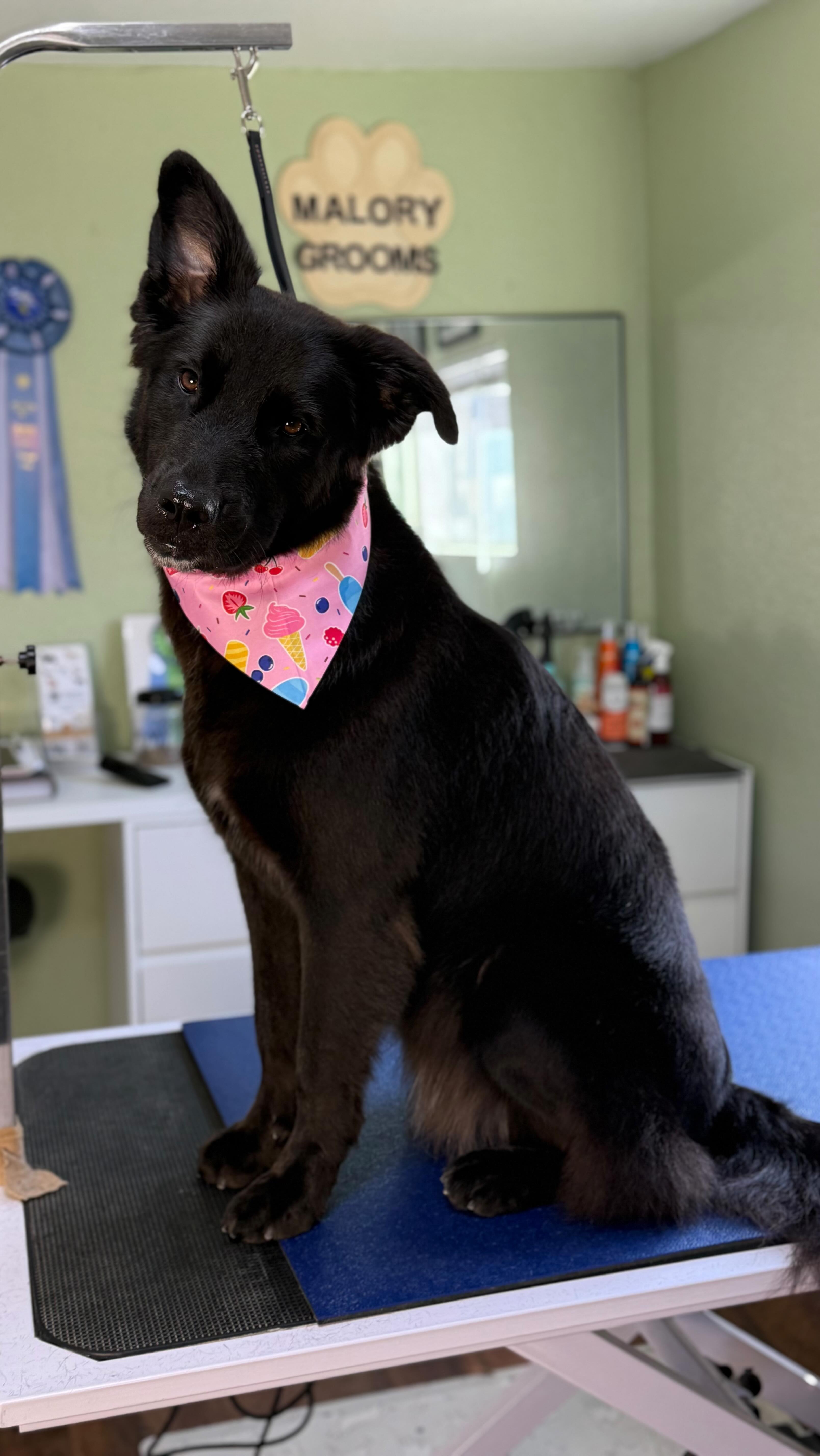 🫶 Laika, is one of the sweetest shepherds I have met. She doesn’t just give kisses, but she is wicked smart!! Utilizing treats keeps this girl engaged in the grooming process.
😋 Her favorite treats are chicken jerky and beef liver, what’s your pups favorite snack?
#doggrooming #fearfree #shepherds #gsd #sandiegodoggrooming #doglovers #treats #freezedried #woof
