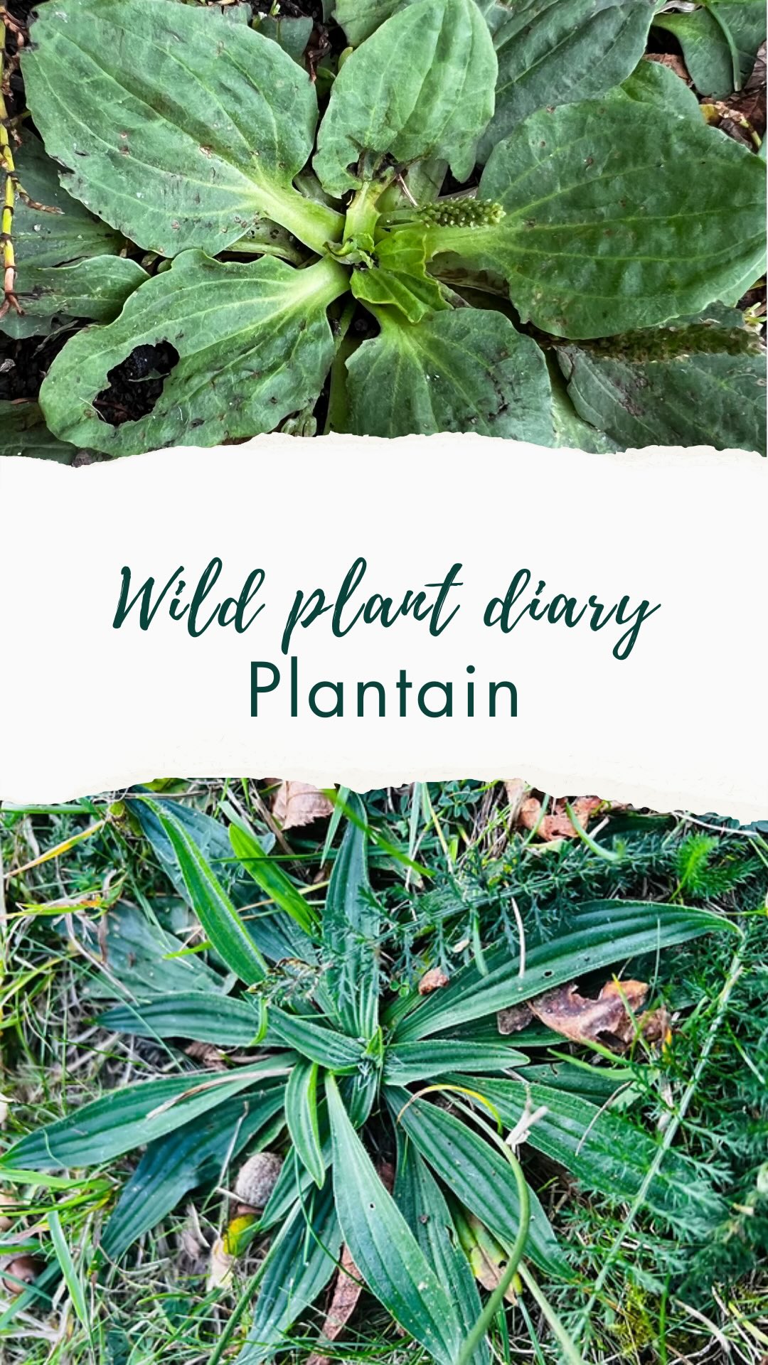 💚Wild plant diary day 9🌱
Today I got chatting to a man in the woods - he asked me what I had in my basket.
I explained it was nettle seeds and he seemed interested.
He asked if picking them stung me, and I explained that no they didn’t as I use scissors to cut directly into a Tupperware
He told me that a friend had told him doc leaves could help with stings, so I told him that actually … it’s plantain leaves (both greater and Ribwort) which can help with nettle stings
You simply chew them and put them on your bite
I picked some for him, explained that they’re easy to identify because of the prominent veins on the back of the leaf
He chewed some and observed the
Mushroomy taste (and smell)
He then regaled me with tales of his children and grandchildren
This is the thing I love about my wild plant obsession…you never know who you’re gonna meet and it’s so easy to make friends!!! 😁
🌸🌱Subscribe to follow my Wild Plant Diaries 🌿
I’m sharing the plants I spot in everyday life to show how easy (and joyful!) it is to notice the wild friends growing around us. I have an interest in foraging and crafting with wild plants and also in folklore and mythology. A world where we know them is a better one—for us and for the planet. Follow me if you would like to join along to learn more✨