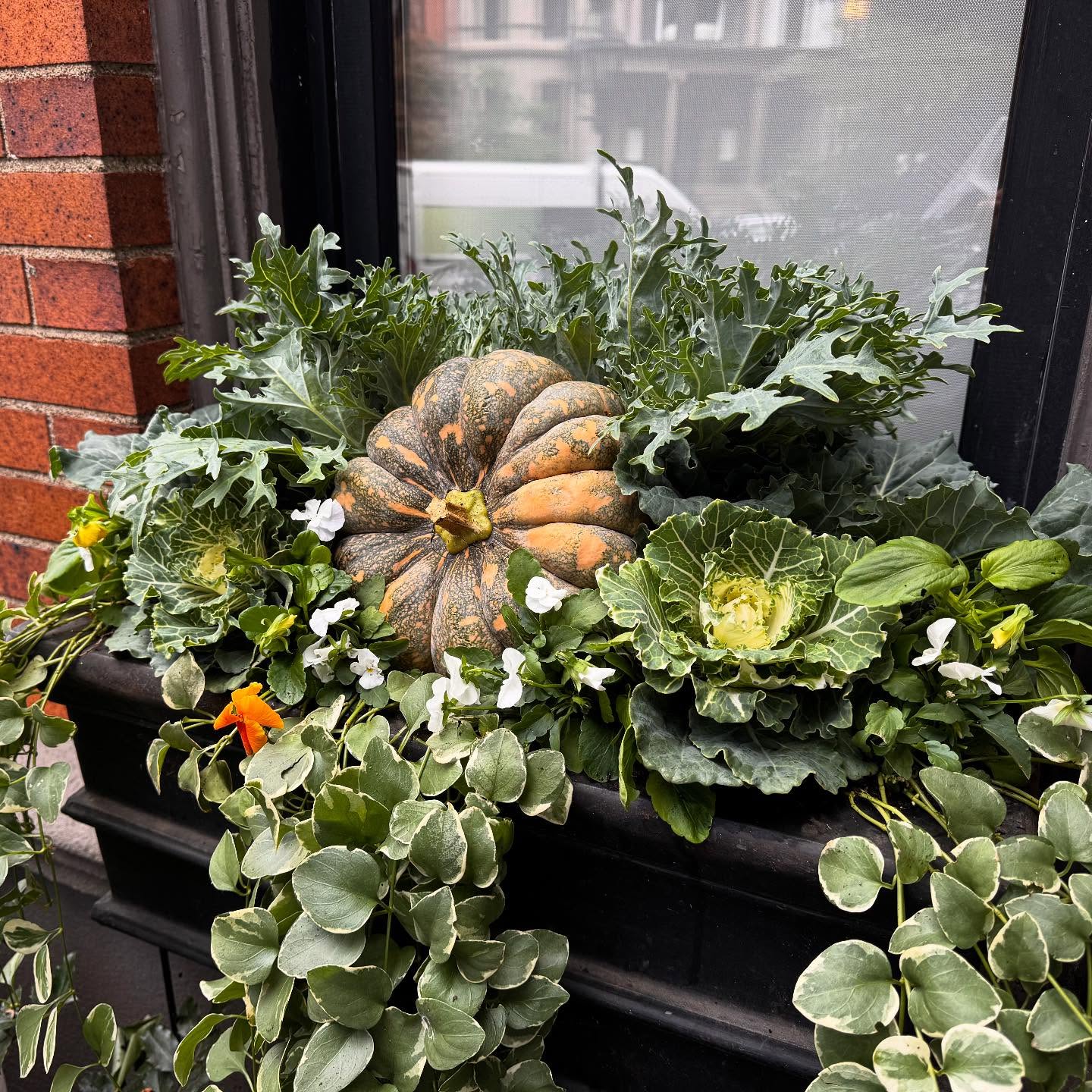 “I guess I’m just feeling all September-ish...All the trees change color, the days get very clear—with little smoke on the horizon from burning leaves. Pumpkins begin to come out.” -George Selden
We’re feeling September-ish - and happy Autumnal Equinox! The pumpkins, cabbage and pansies are all starting to come out! 🍂
.
.
.
.
.
#citygarden #garden #gardendesign #growsomething #gardenlove #boston #backbay #containergarden #gardenstyle #instagarden #landscaping #outdoorliving #outdoordecor #outdoordesign #gardenlife #curbappeal #windowbox #home #bhg #bhghome #bostonhome #rslove #plantlove #igboston #theprettycities #mytinyatlas #fallplantings #falldecor #fallvibes🍂🍁