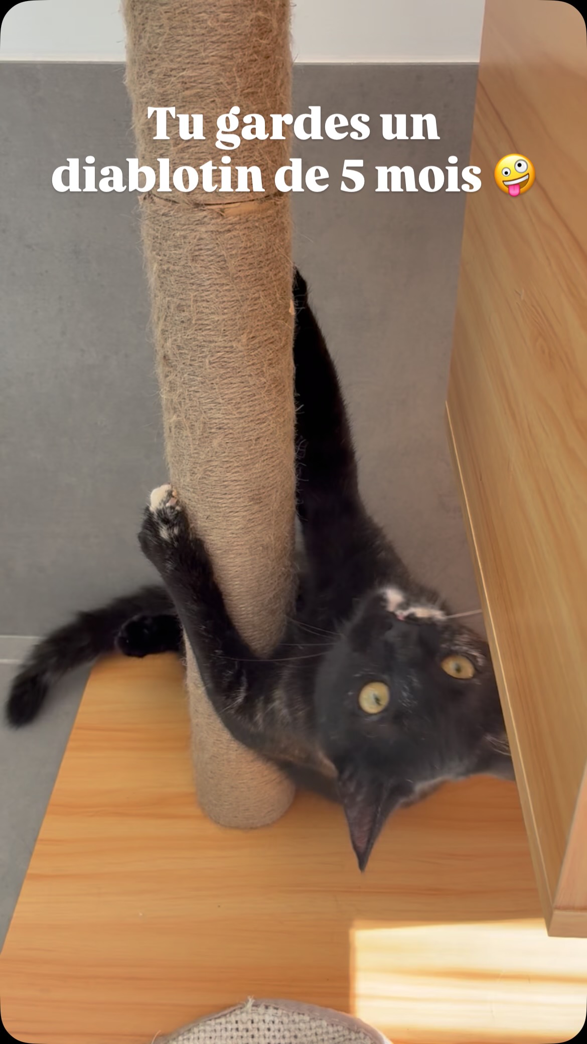 🐾 Voici Mika
Petite tornade de 5 mois, adorable, pleine de vie… et sacrément griffue 🙈💥
Mika adore jouer, mais comme elle n’a pas eu sa maman pour lui apprendre les bonnes manières, elle découvre avec nous, les humains, que les griffes et les dents, c’est pas tout le temps une bonne idée 😅
Elle apprend à y aller mollo, doucement mais sûrement… en attendant, envoyez moi de l’aide 🆘
#larecreduchat #aixenprovence #pensionpourchats #aixmaville #chat #hotelpourchats #cat #letholonet #aïe #chatondiabolique #kitten #ausecours