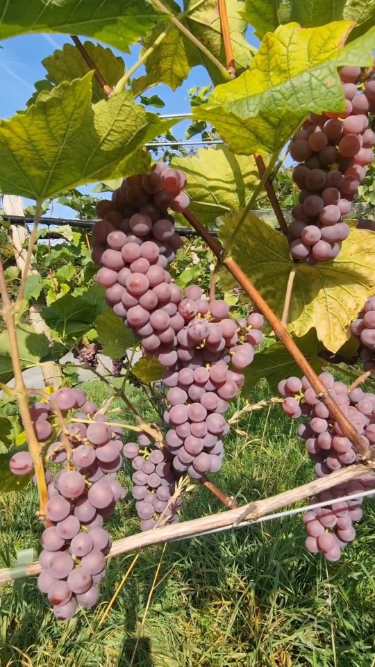 Ernte geschafft! ☀🍇
.
Mit bestem Wetter konnten wir gestern alles unter Dach und Fach bringen.
Ein riesiges Dankeschön an alle Helfer – ihr seid großartig! 🙌❤️
.
.
.
.
.
.
#seeburghof #zentralschweiz #wein #biowein #bio #weinbau #weingut #zentralschweizerweine #swisswine #ernte #2025
