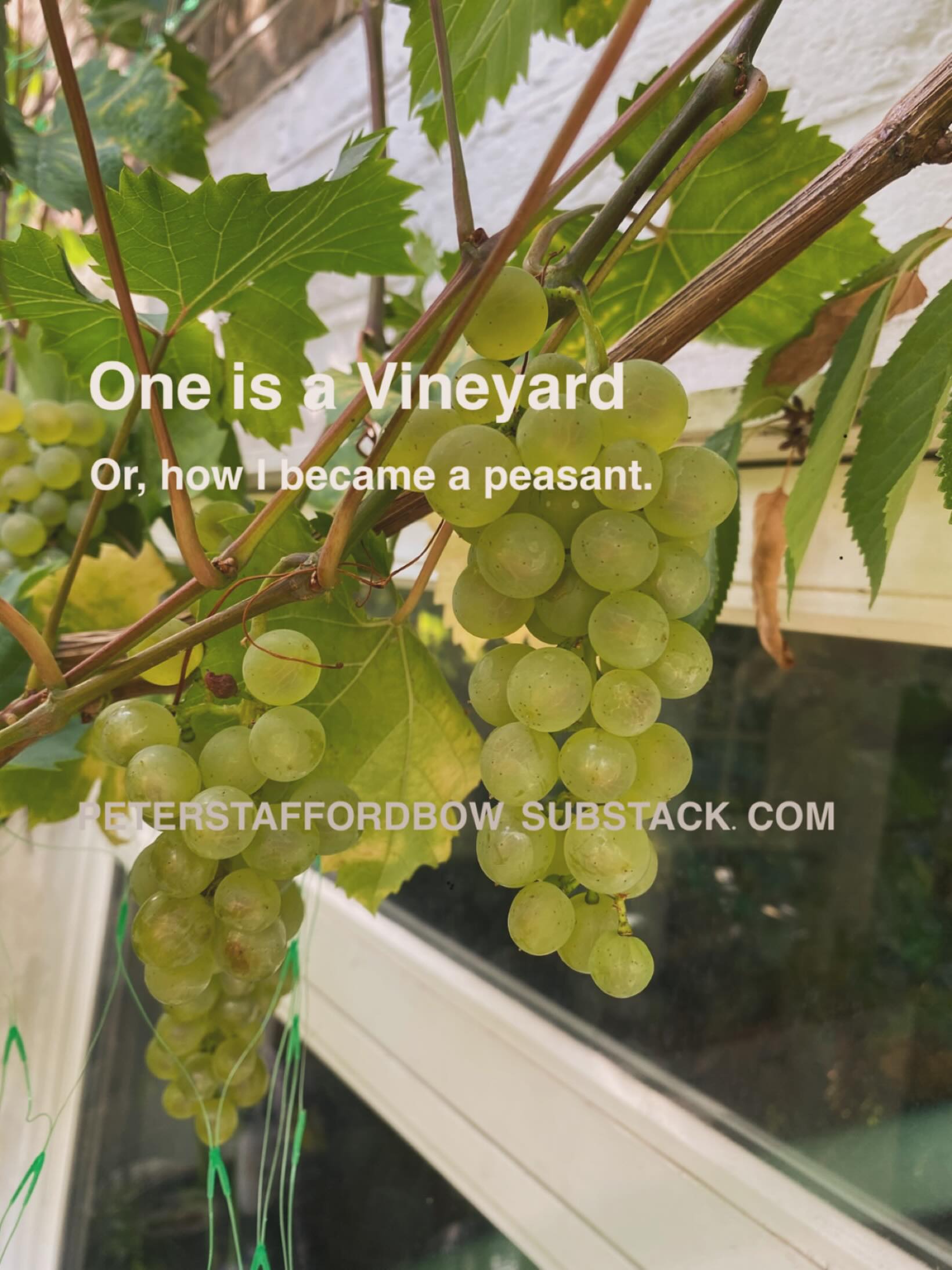 My latest Substack newsletter (free to read!) is a tear-jerking story of suffering and pigeon persecution amongst the vines of London’s Zone Two. 🐦🍇
https://open.substack.com/pub/peterstaffordbow/p/one-is-a-vineyard?r=58l4rq&utm_medium=ios